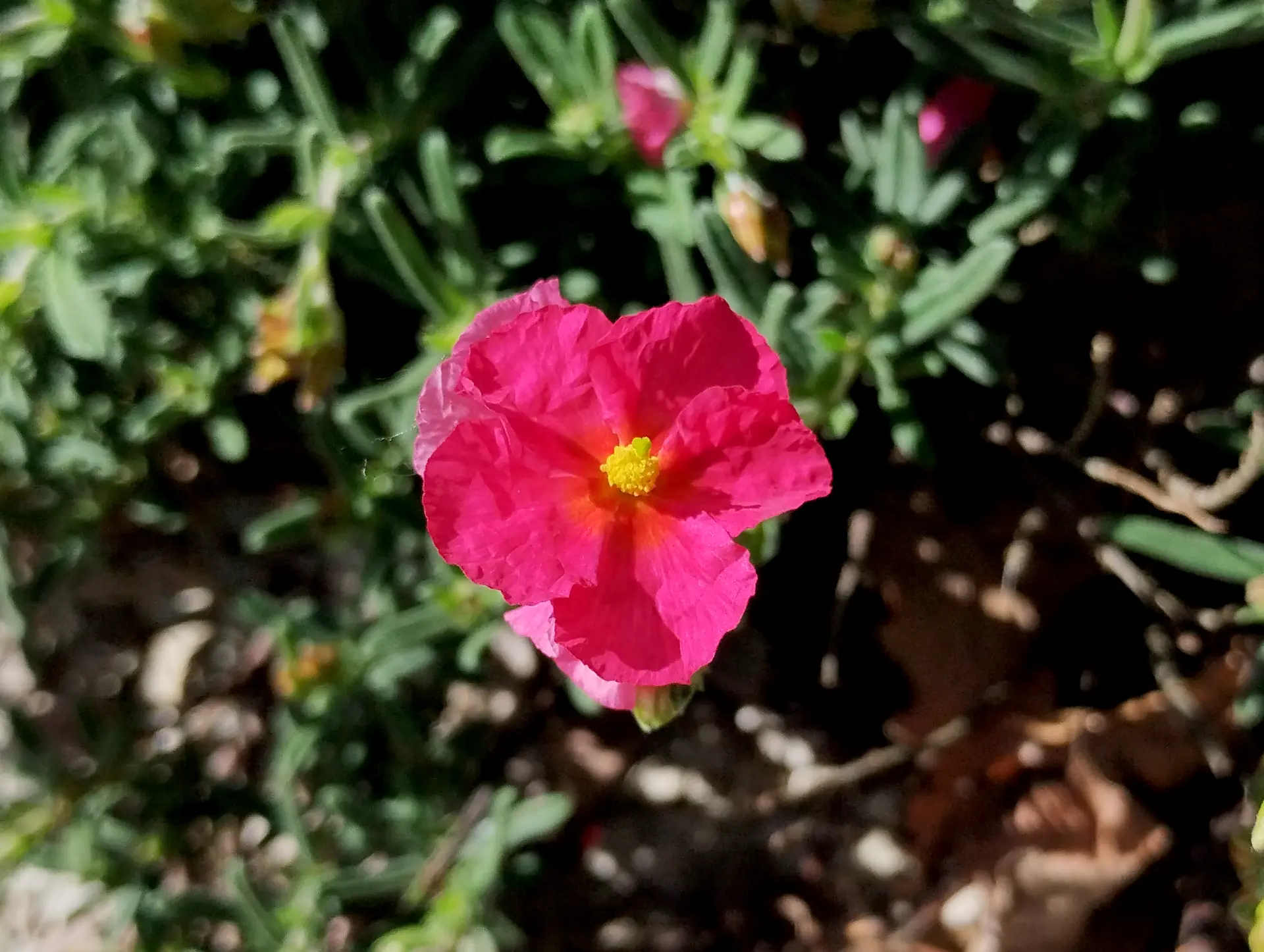 img/helianthemum-nummularium-2.webp