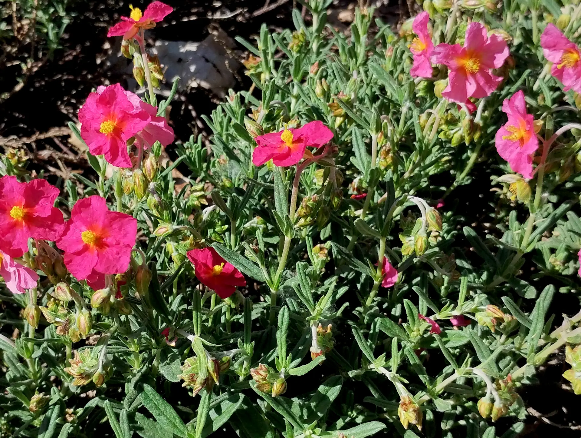 img/helianthemum-nummularium-3.webp
