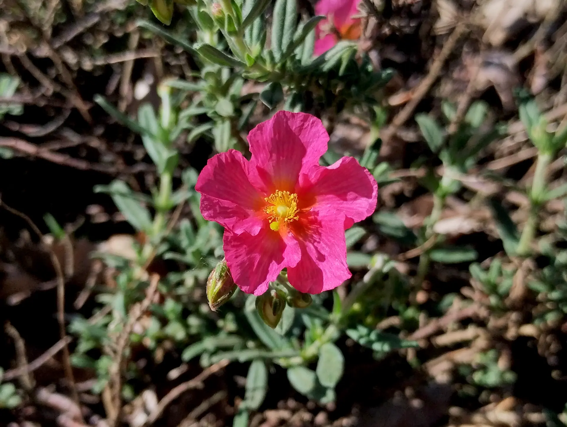 img/helianthemum-nummularium.webp