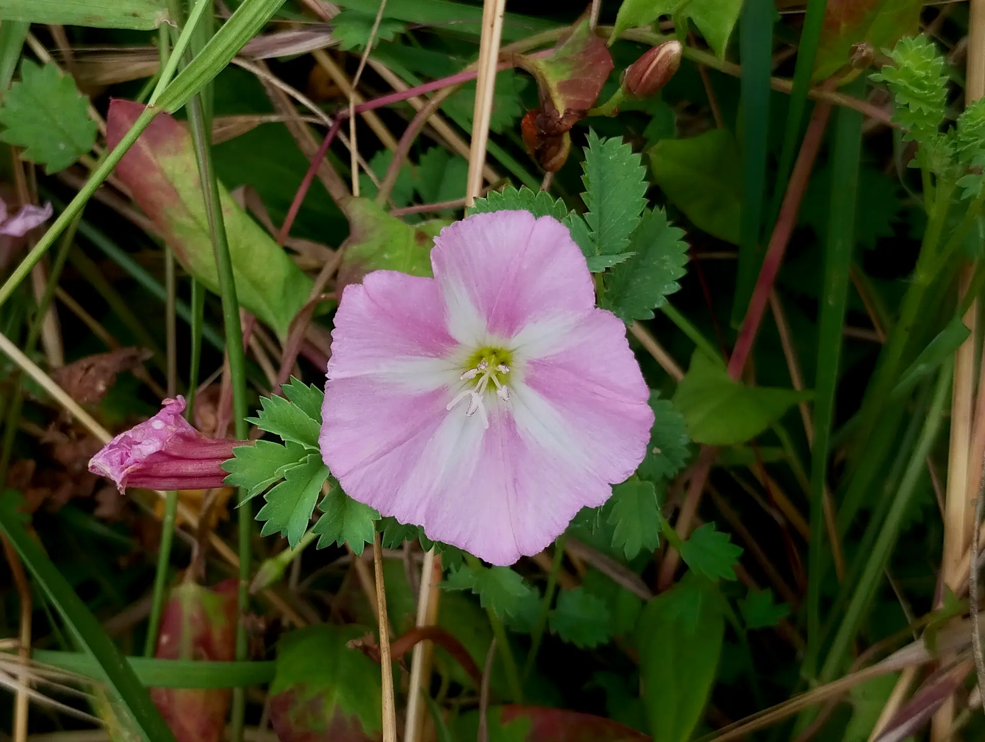 img/convolvulus-arvensis-3.webp