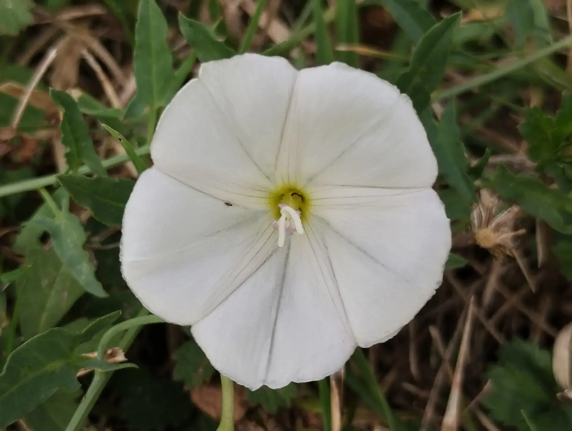 img/convolvulus-arvensis.webp