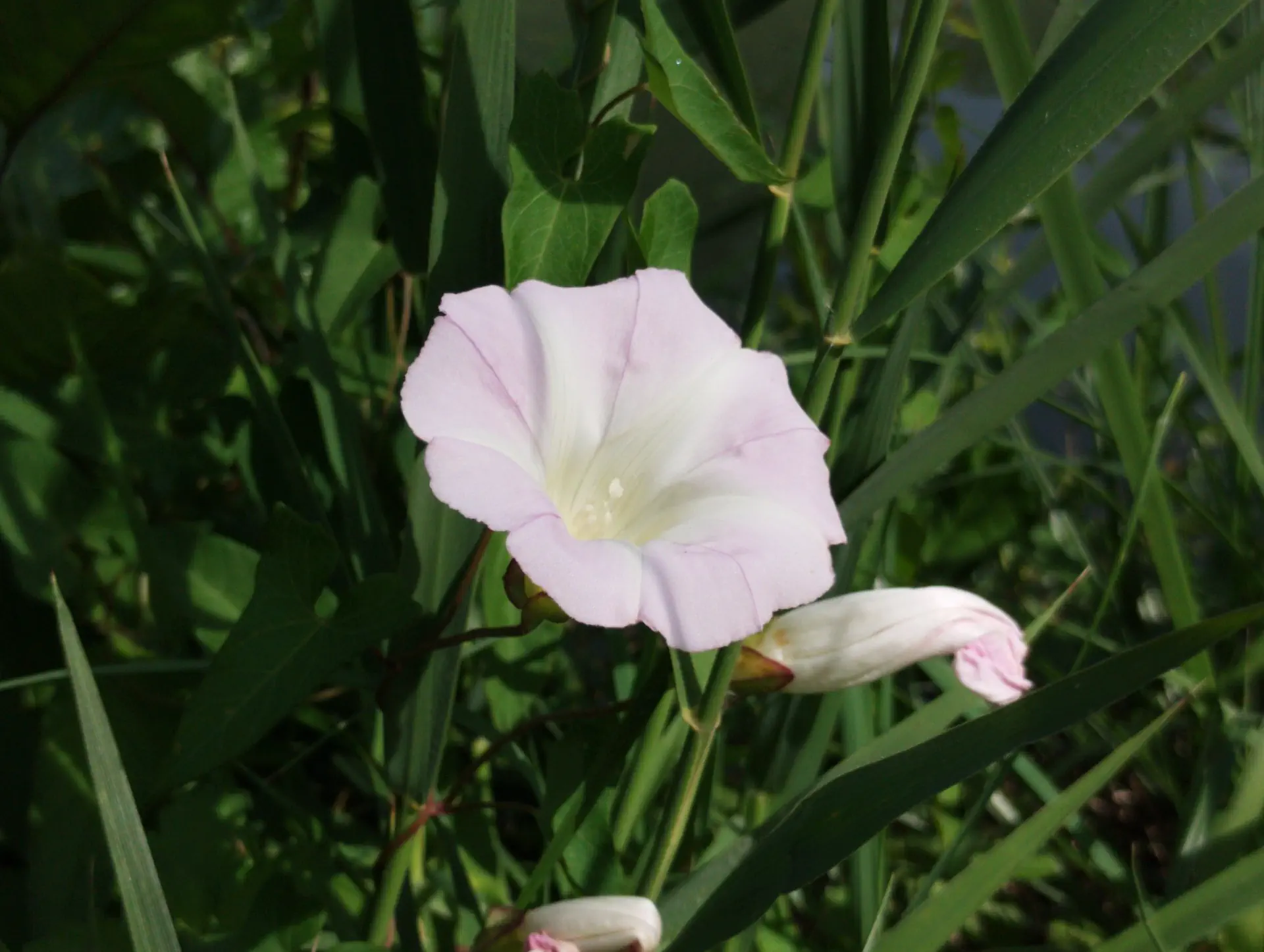 img/convolvulus-sepium-roseatus-2.webp
