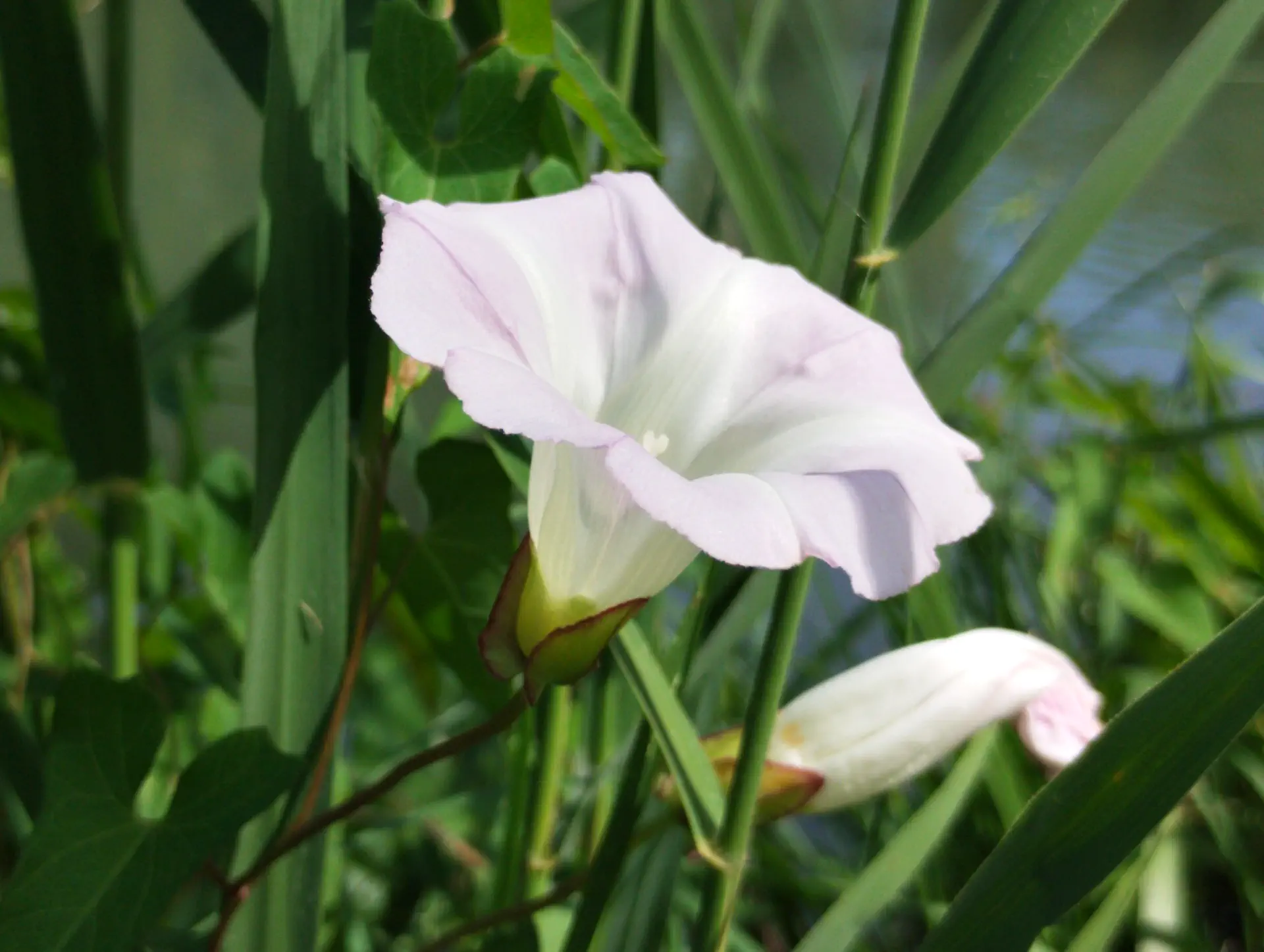 img/convolvulus-sepium-roseatus-3.webp