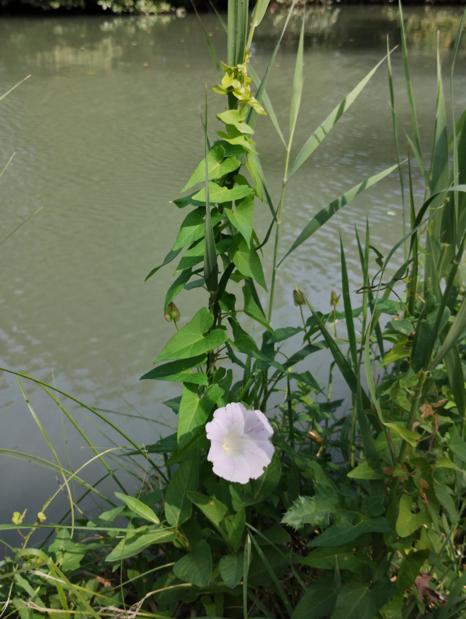 img/convolvulus-sepium-roseatus-4.webp
