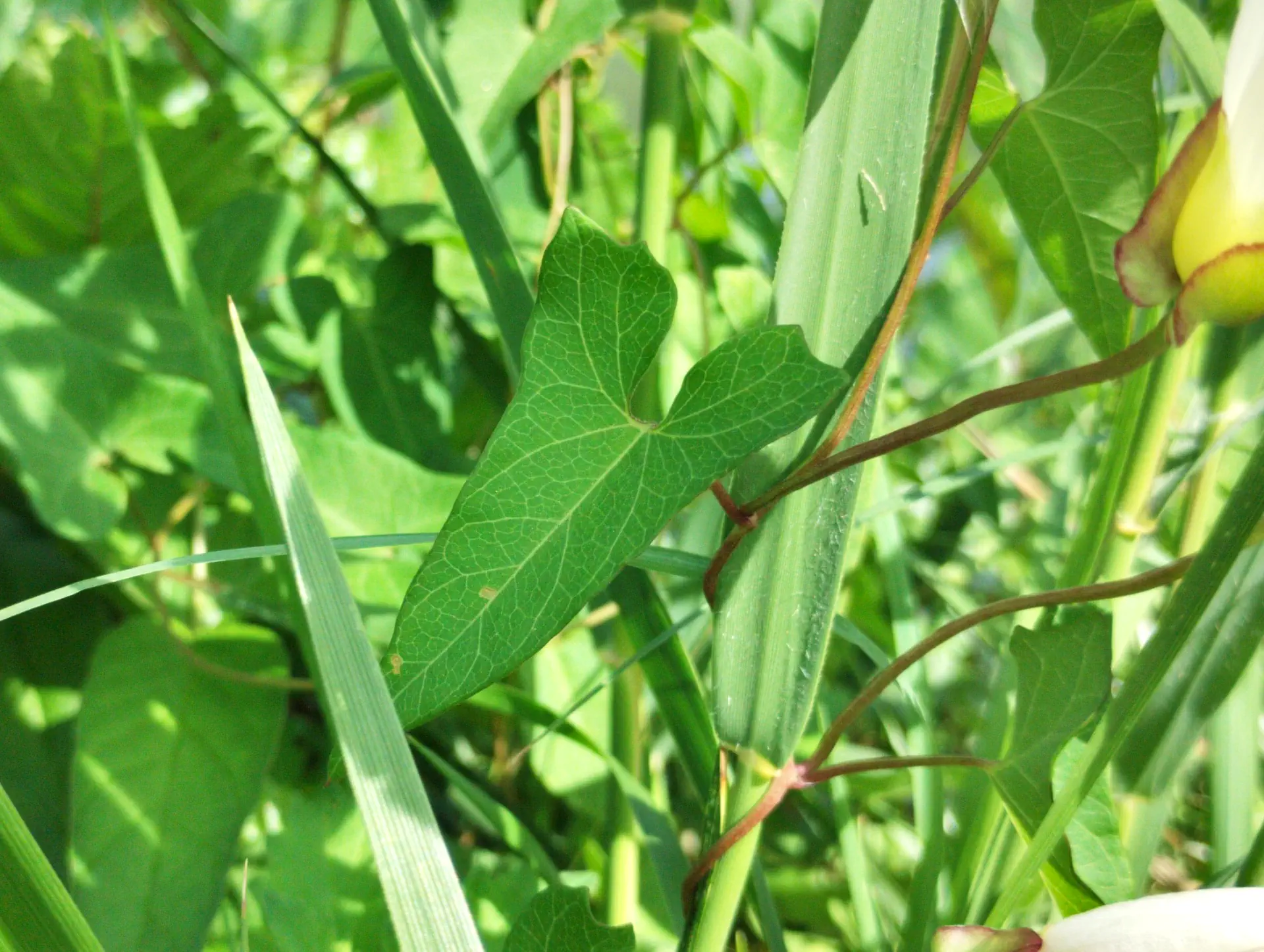 img/convolvulus-sepium-roseatus-5.webp
