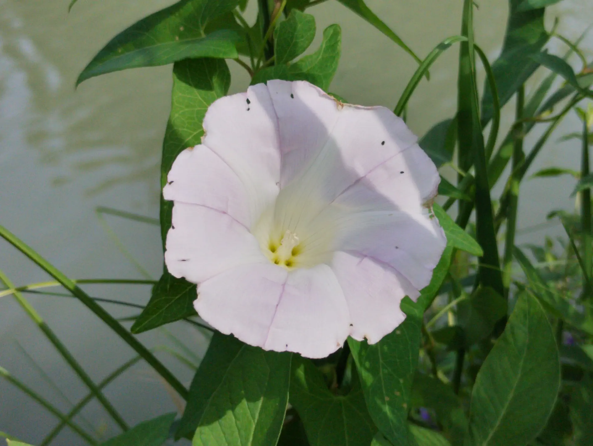 img/convolvulus-sepium-roseatus.webp