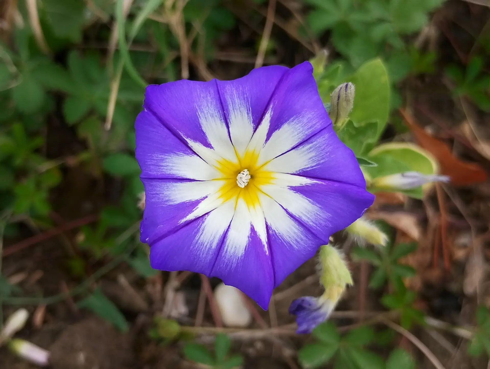 img/convolvulus-tricolor.webp