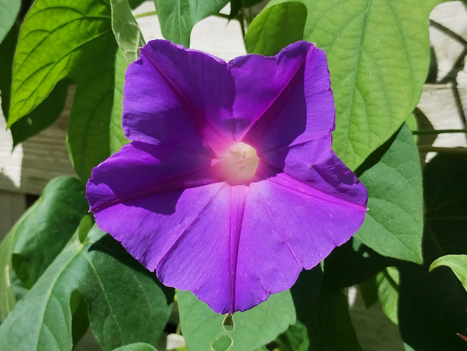 img/ipomoea-indica-2.webp