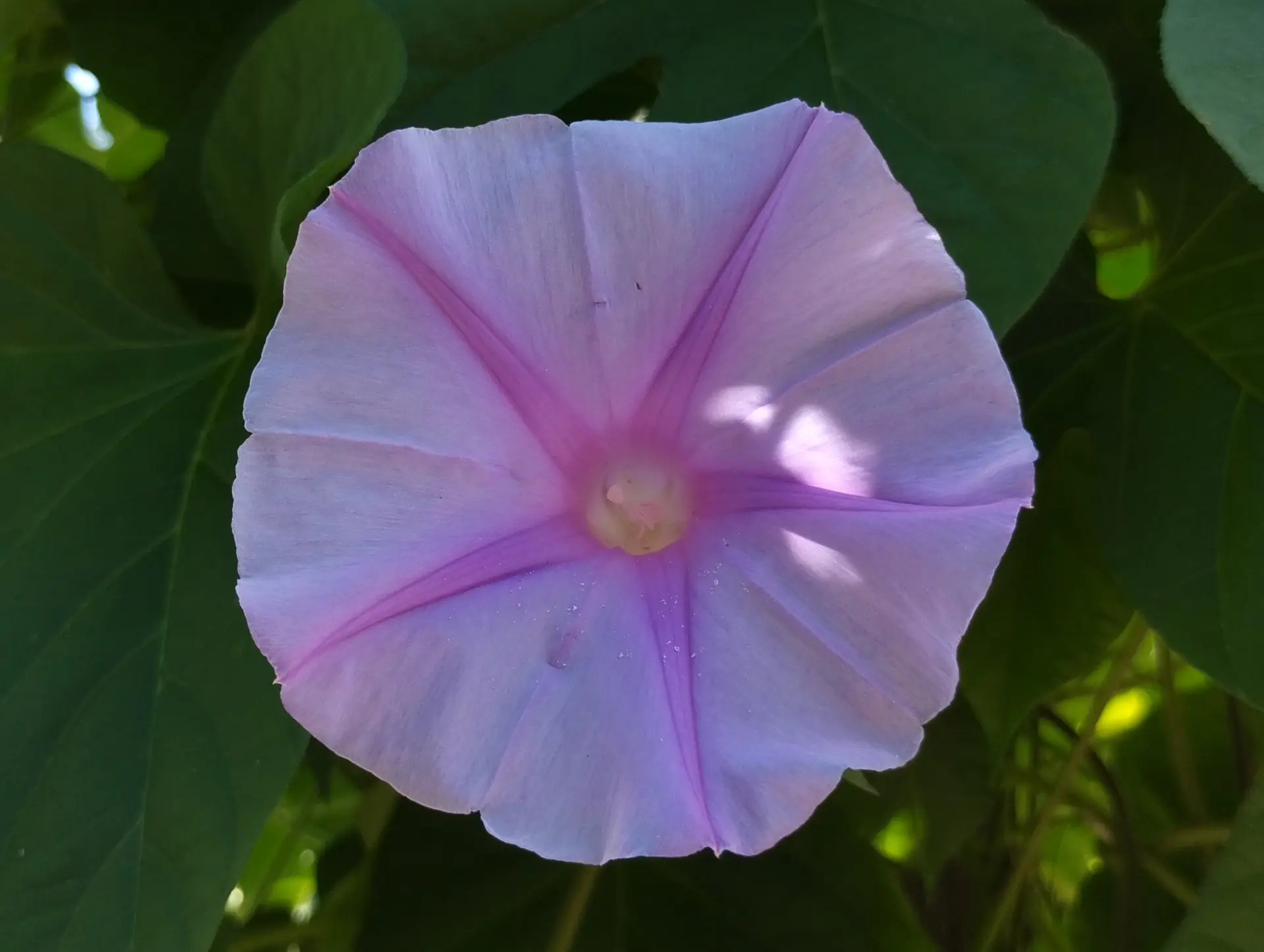 img/ipomoea-indica-3.webp