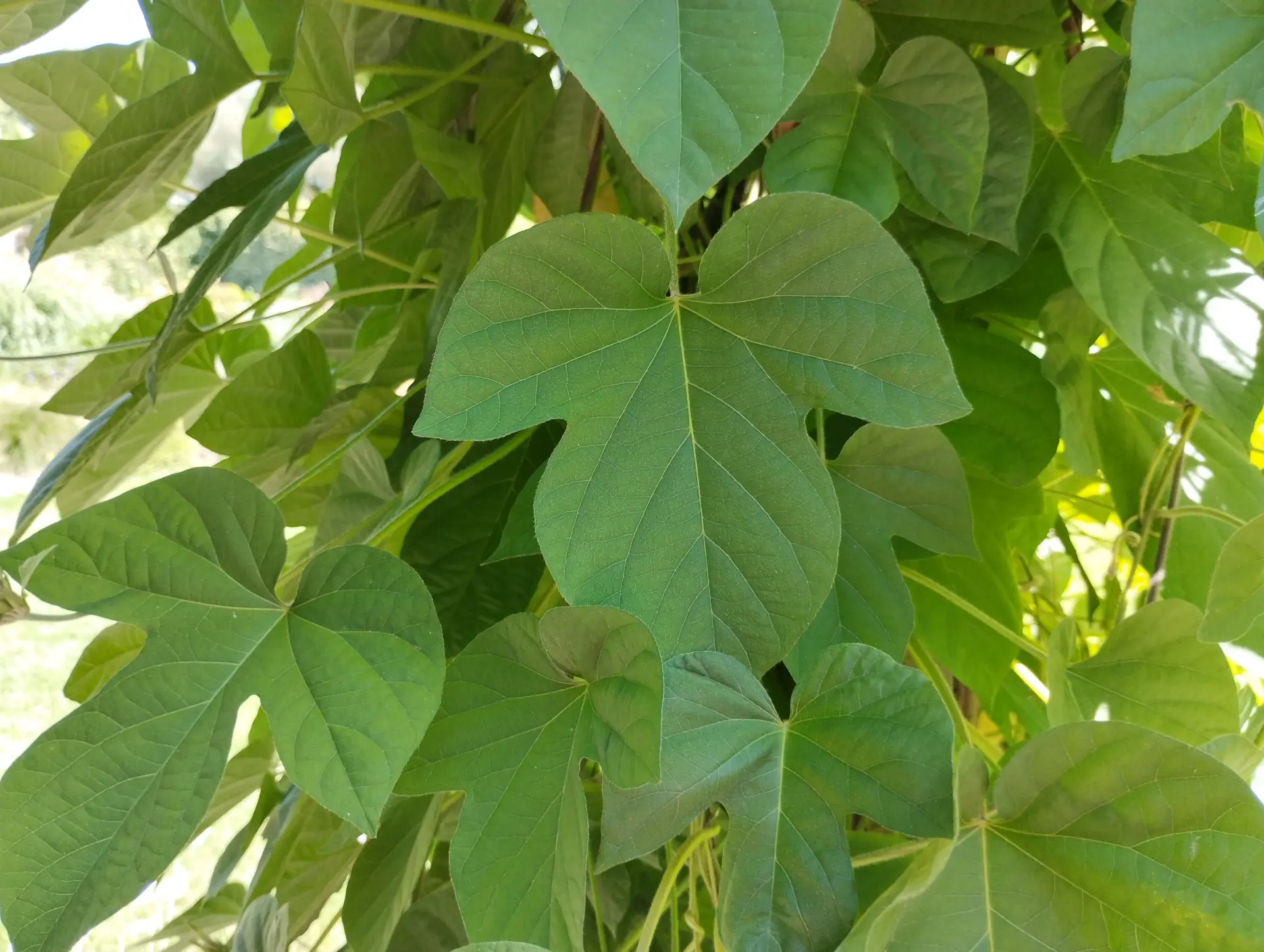 img/ipomoea-indica-4.webp
