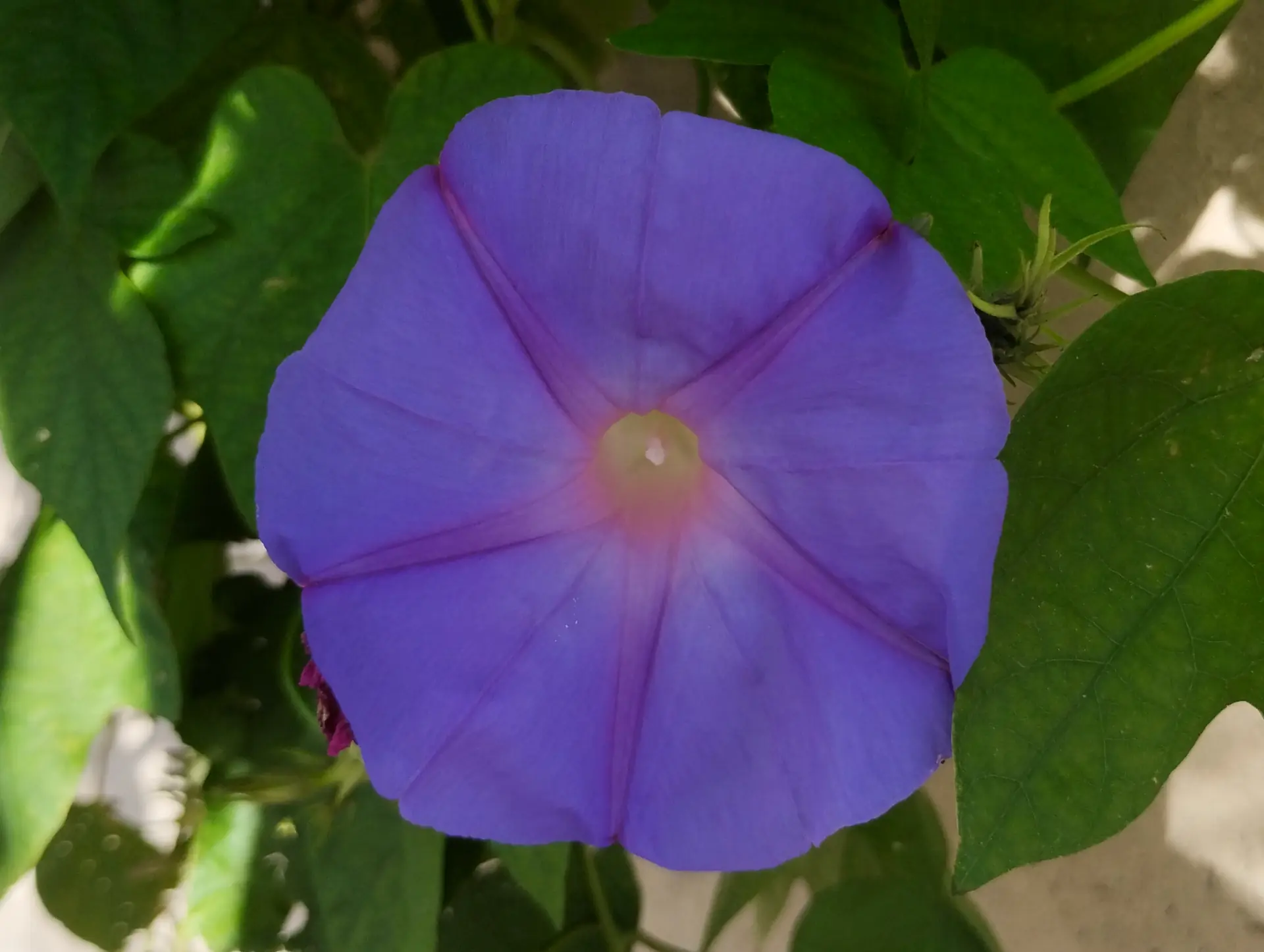 img/ipomoea-indica.webp