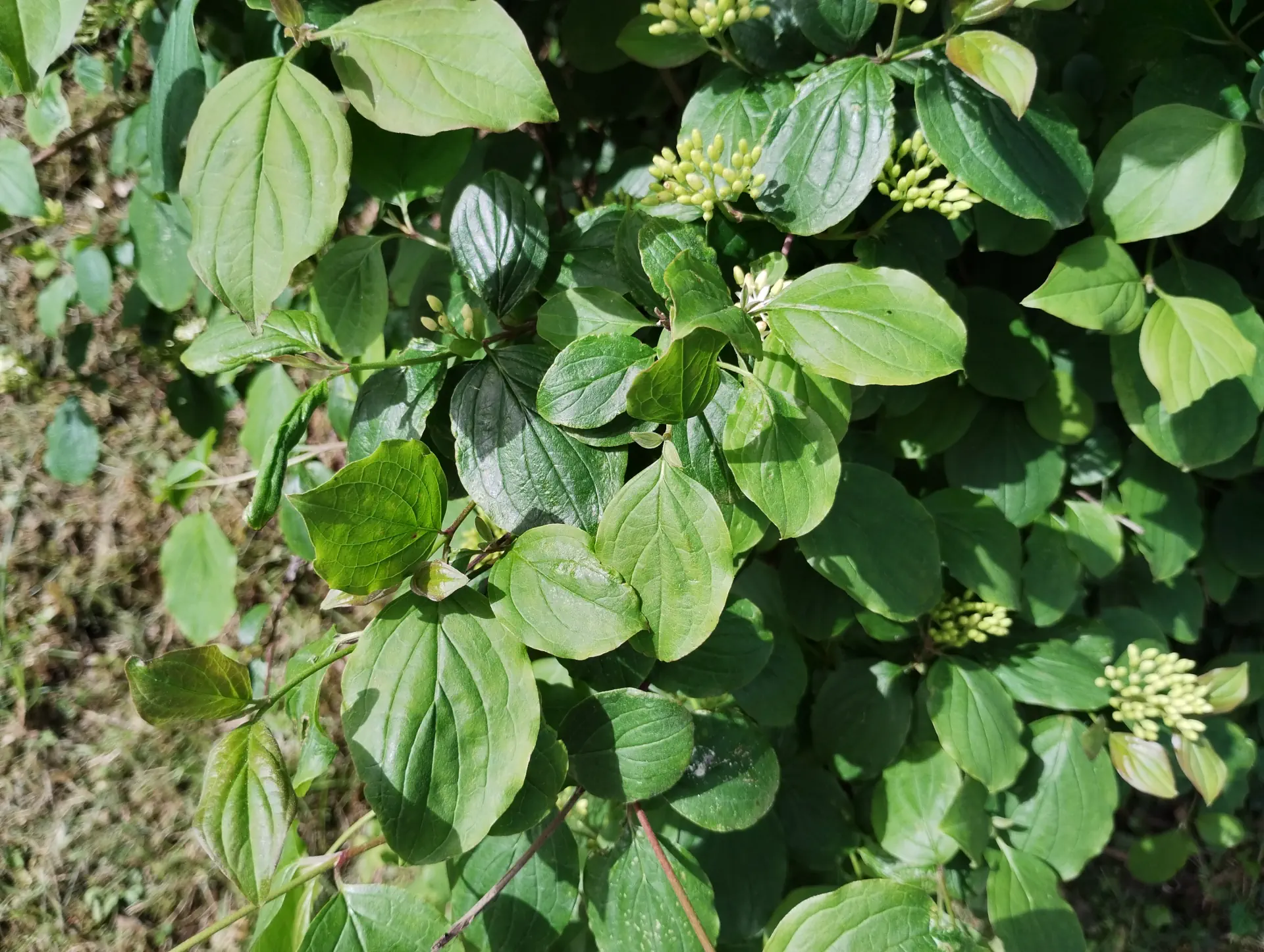 img/cornus-sanguinea-2.webp