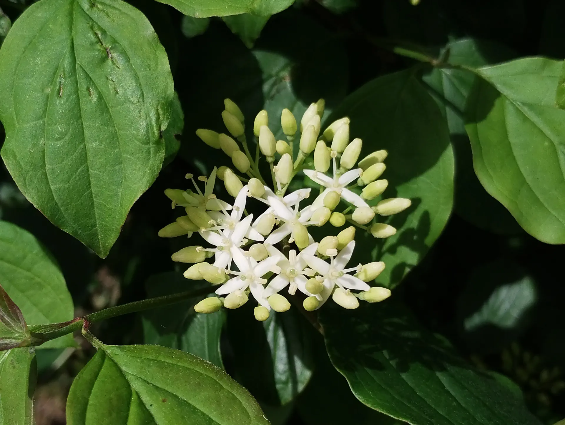 img/cornus-sanguinea.webp