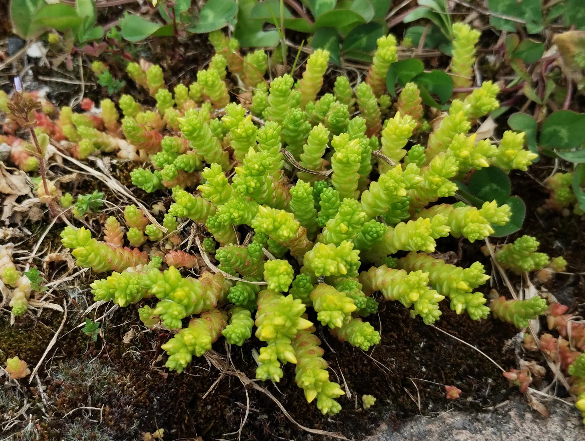 img/sedum-acre-2.webp