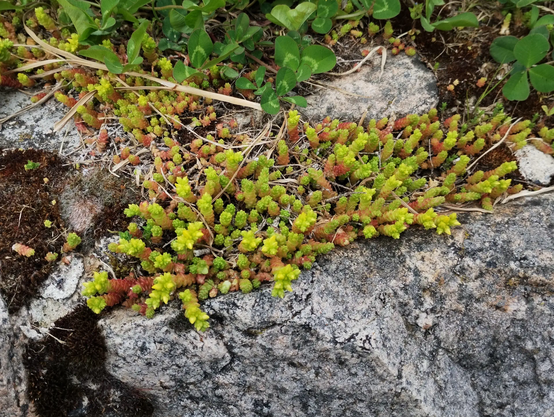 img/sedum-acre-3.webp