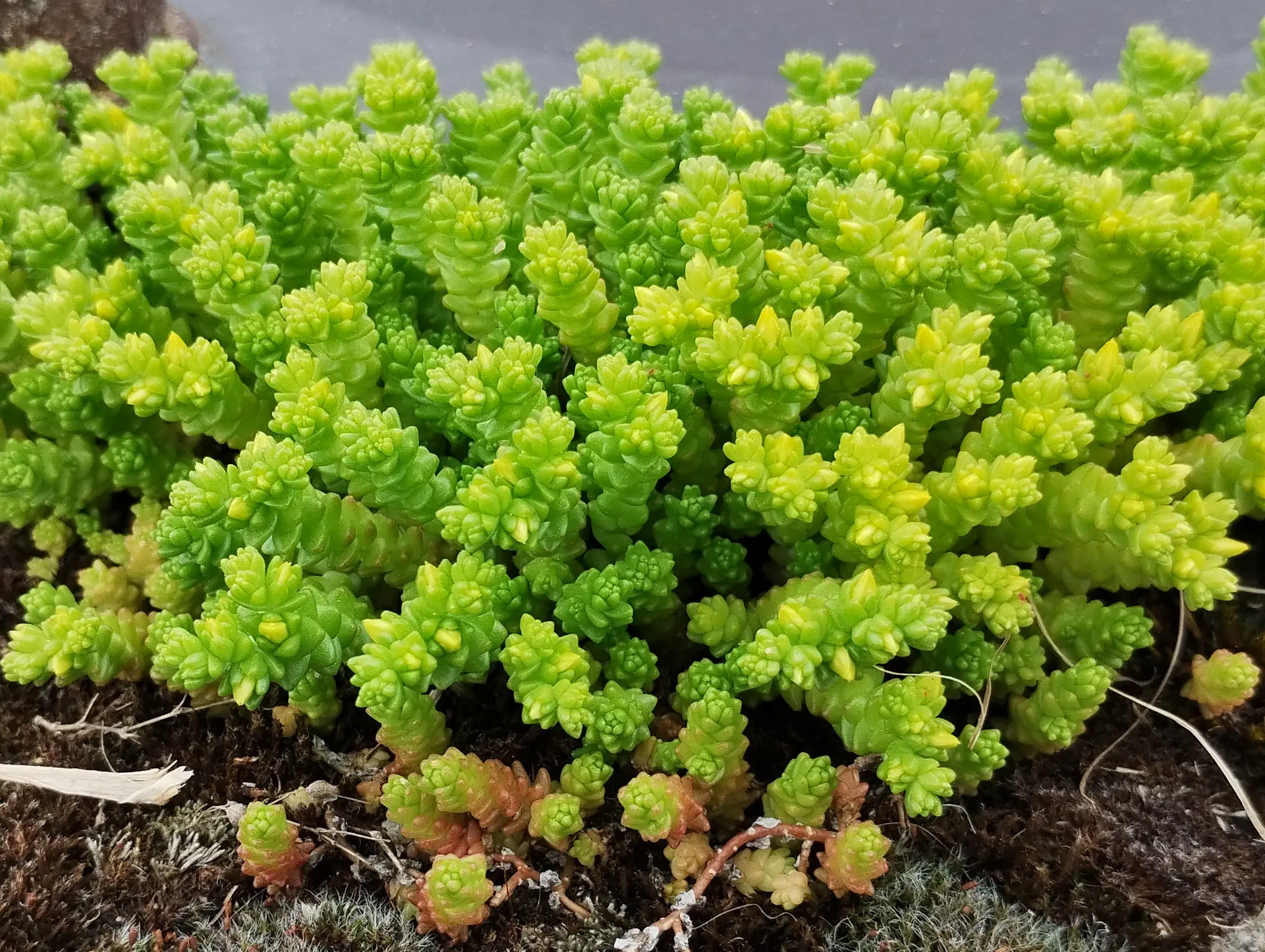 img/sedum-acre.webp