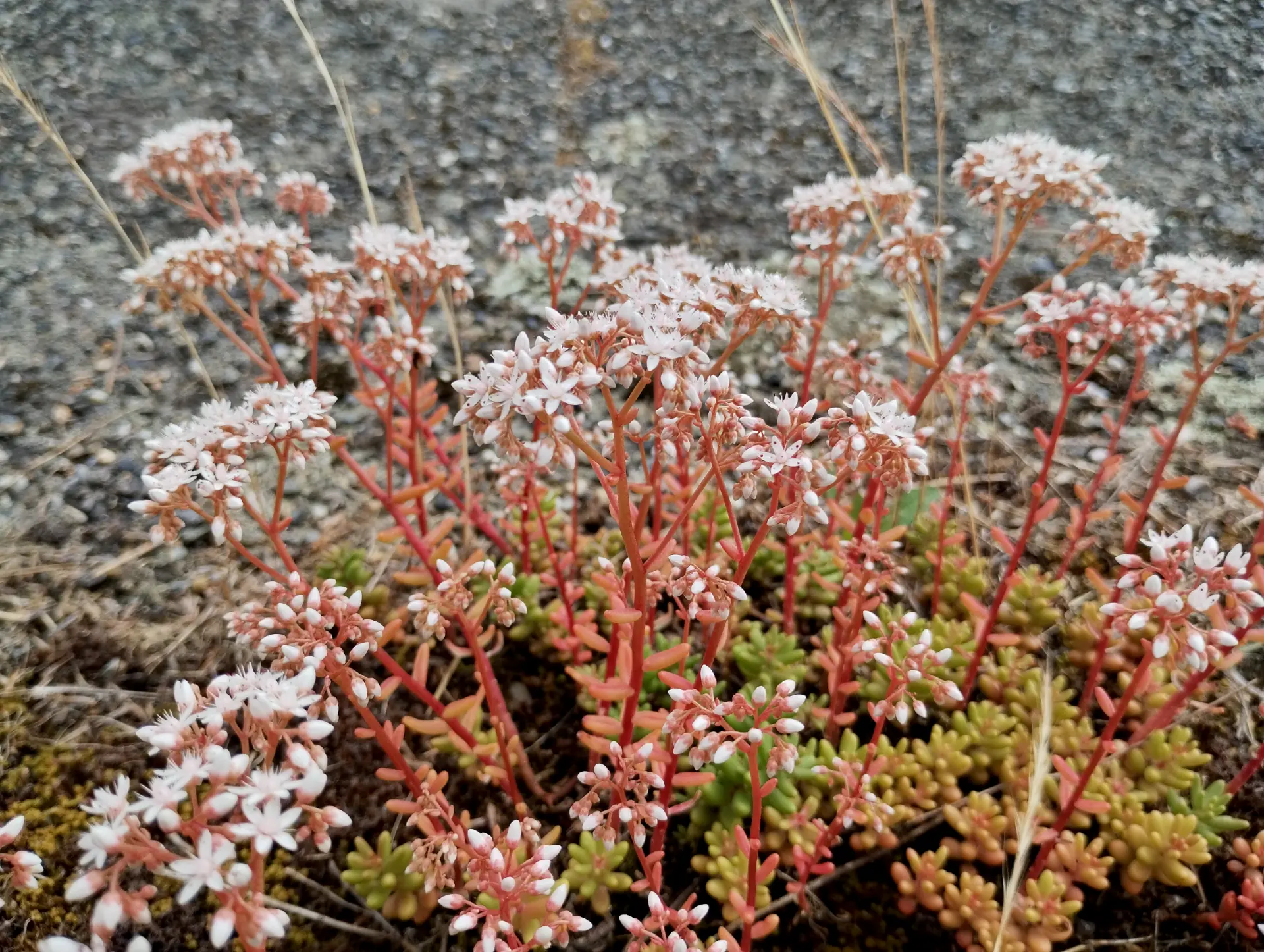 img/sedum-album-2.webp