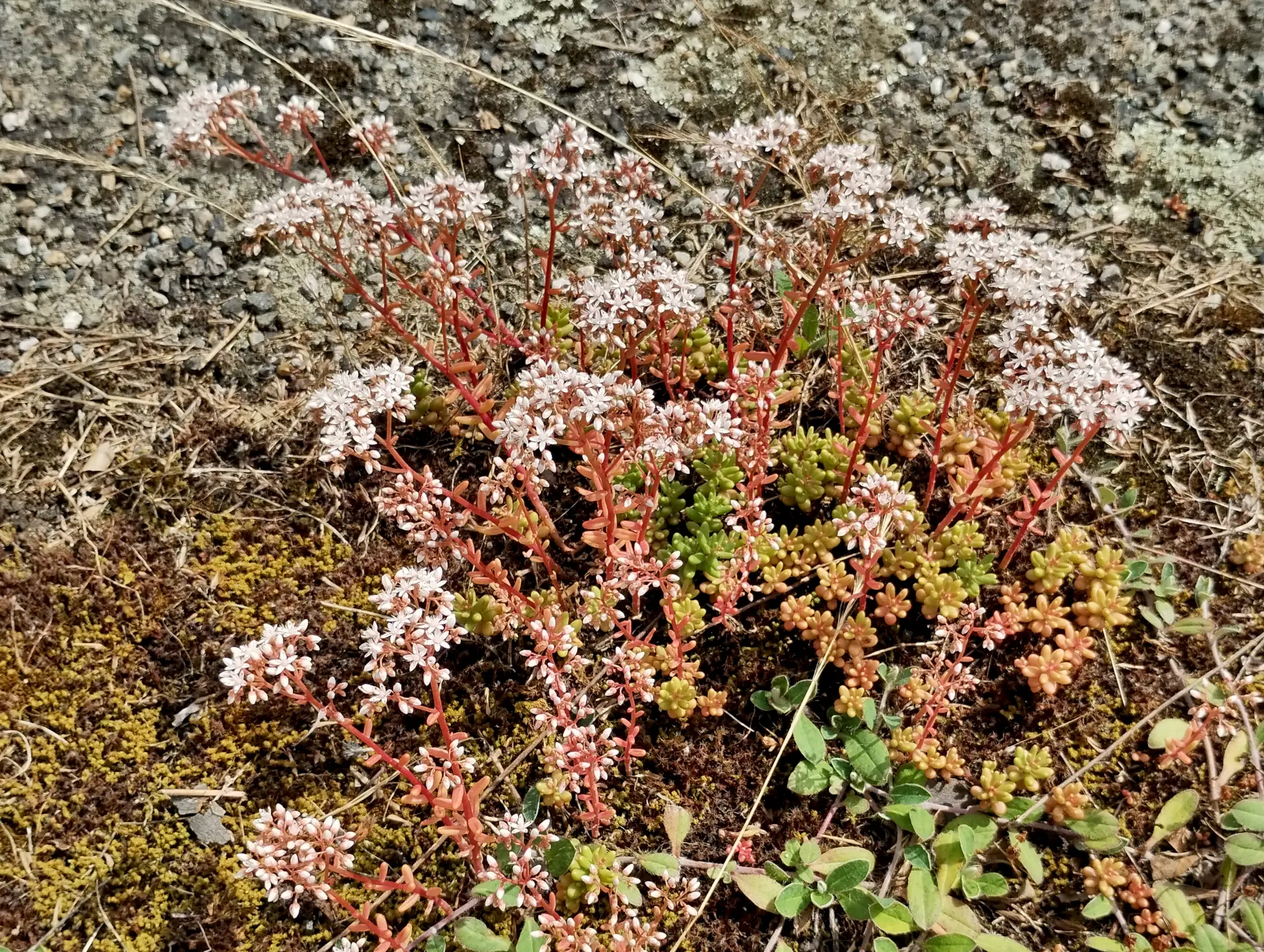 img/sedum-album-3.webp