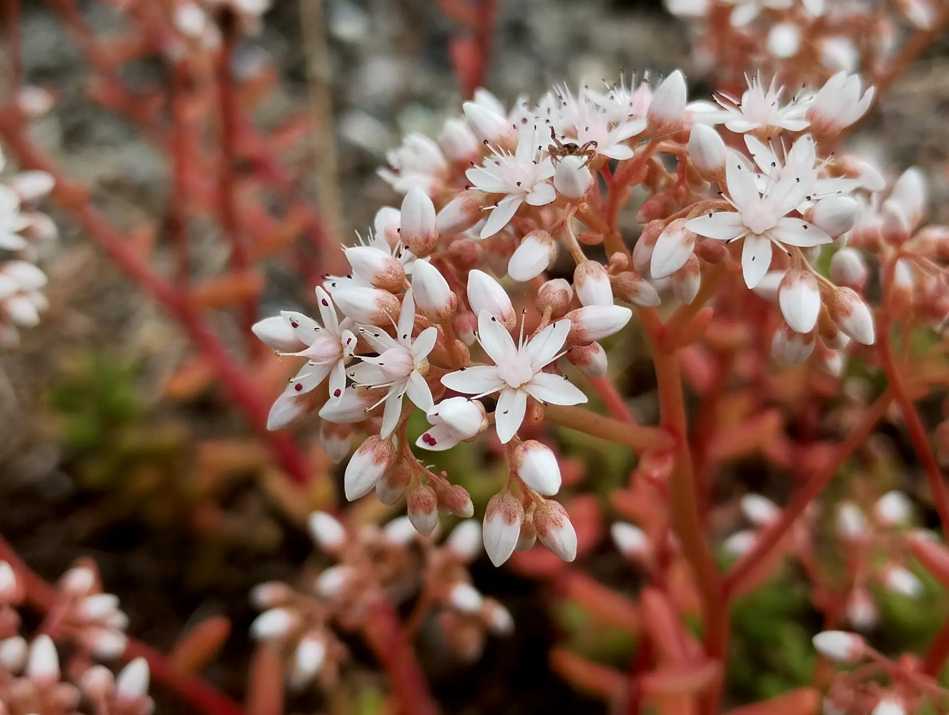 img/sedum-album.webp