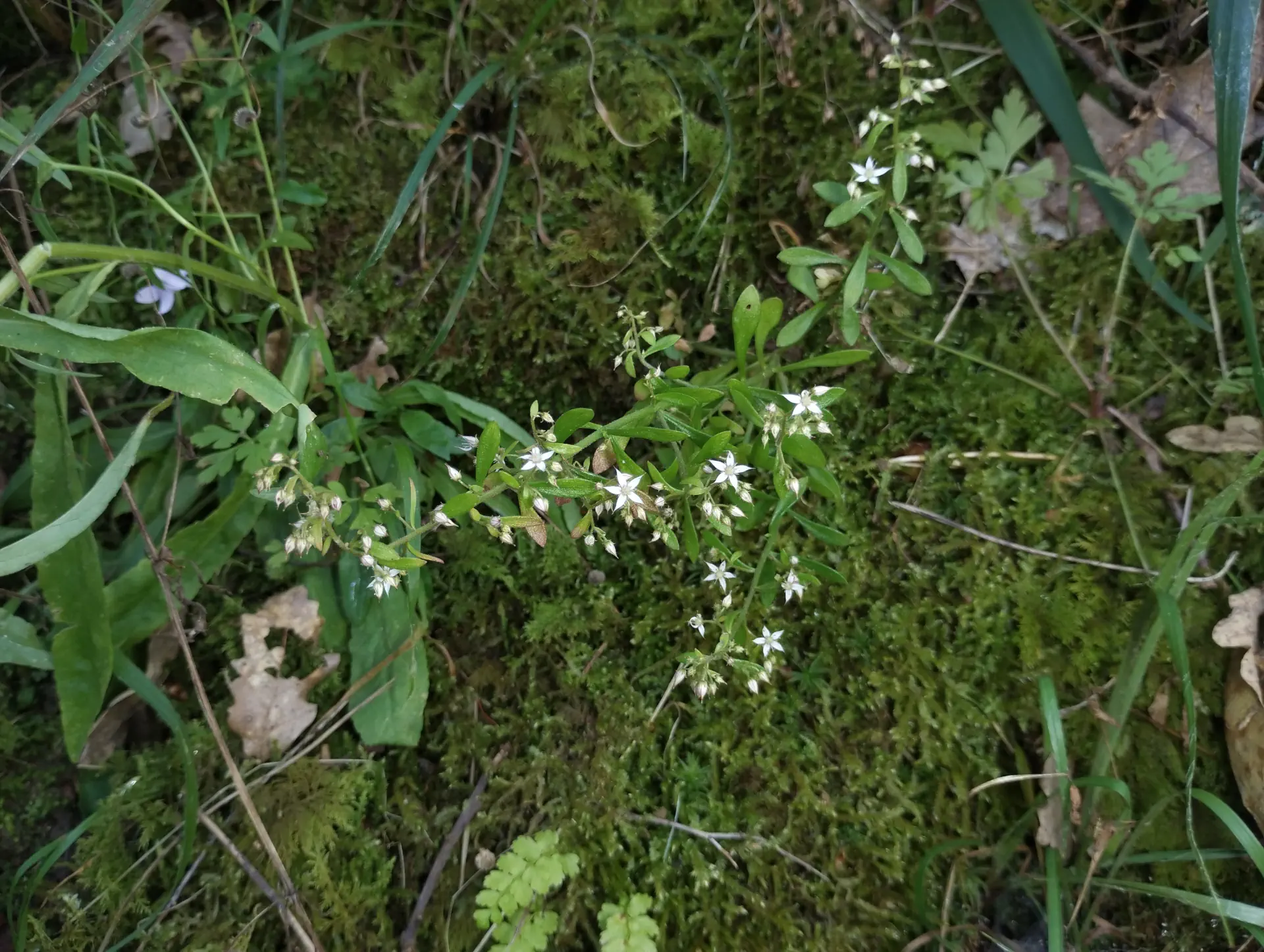 img/sedum-cepaea-3.webp