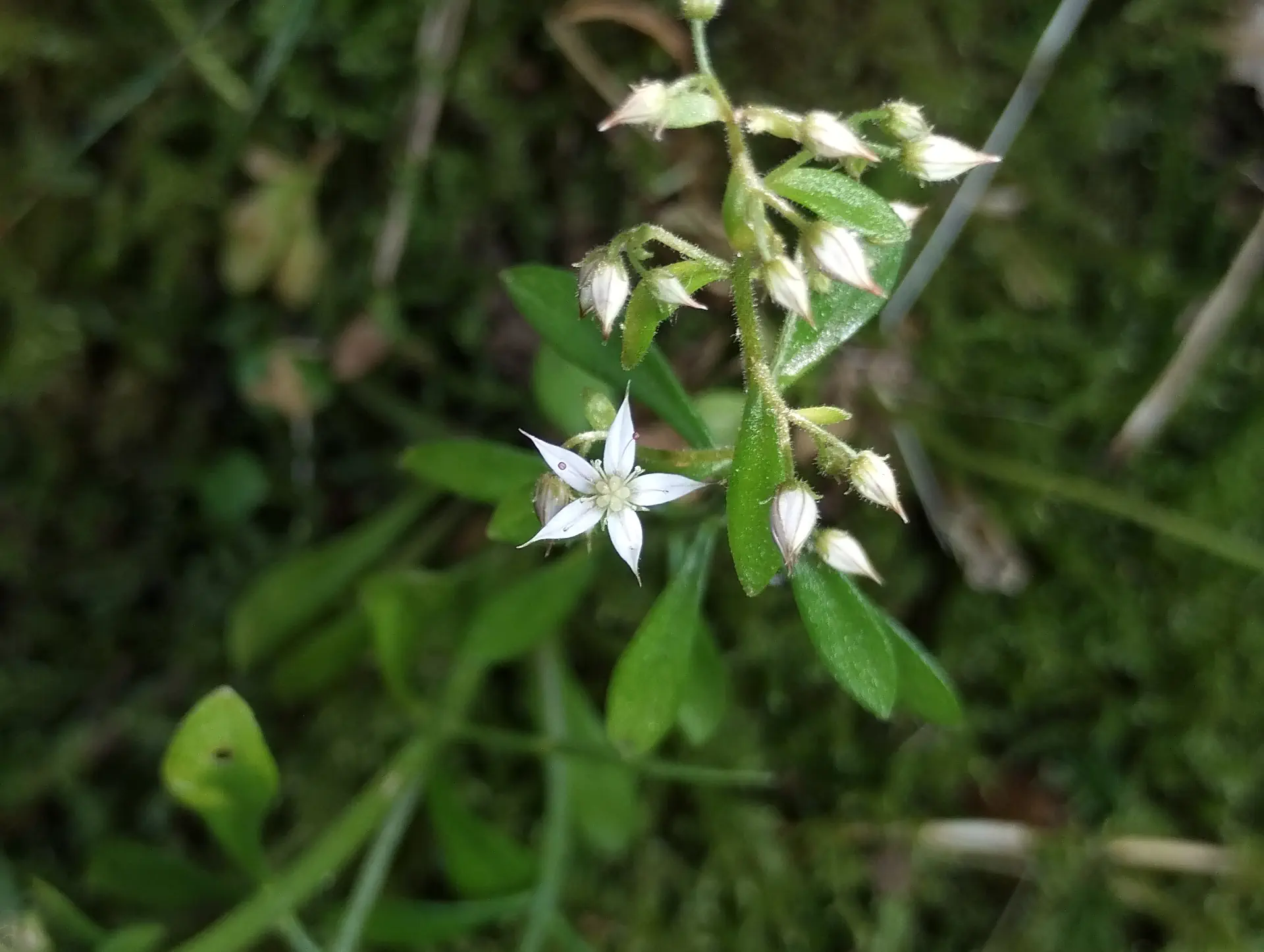img/sedum-cepaea.webp