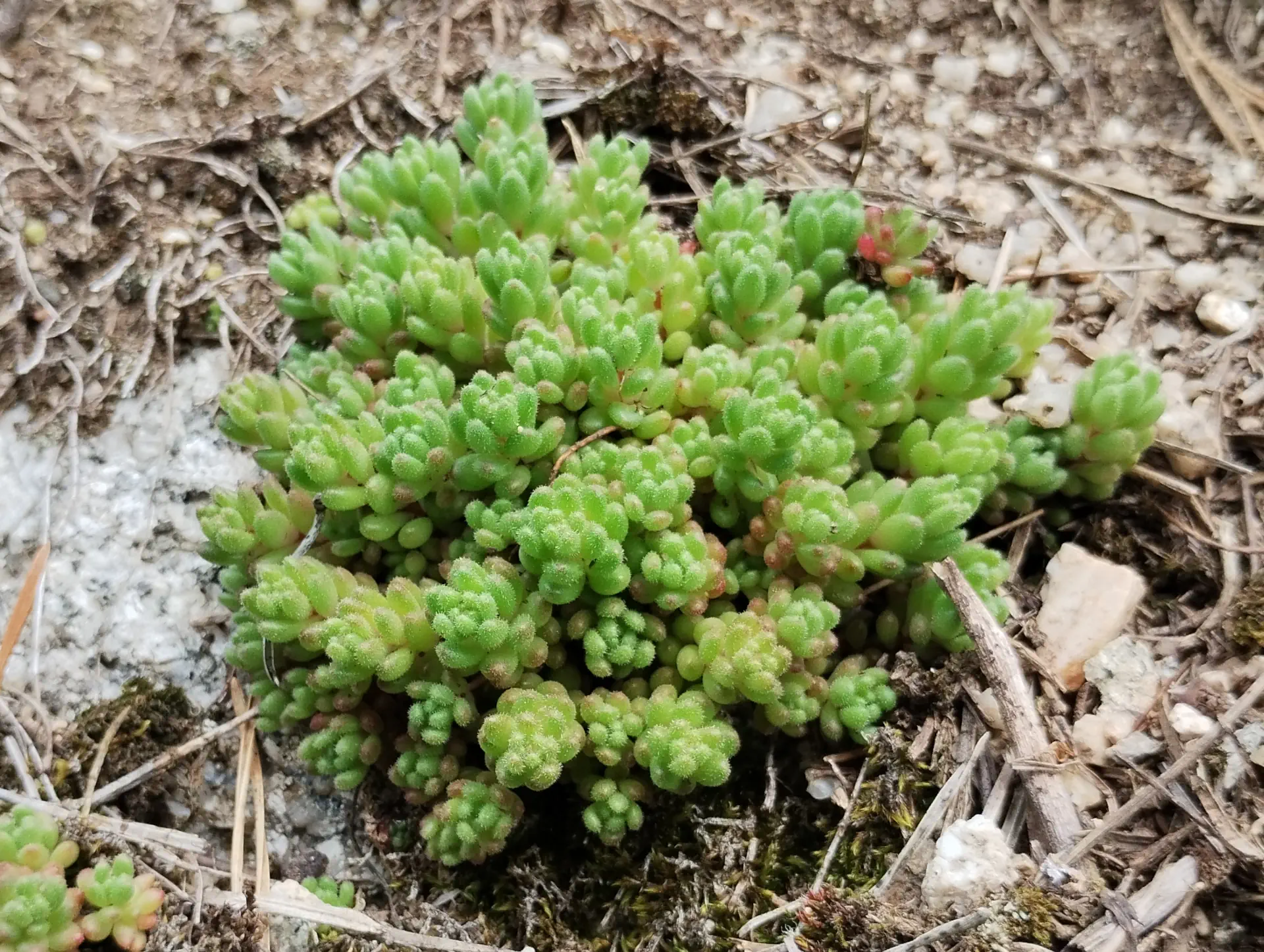img/sedum-hirsutum-2.webp