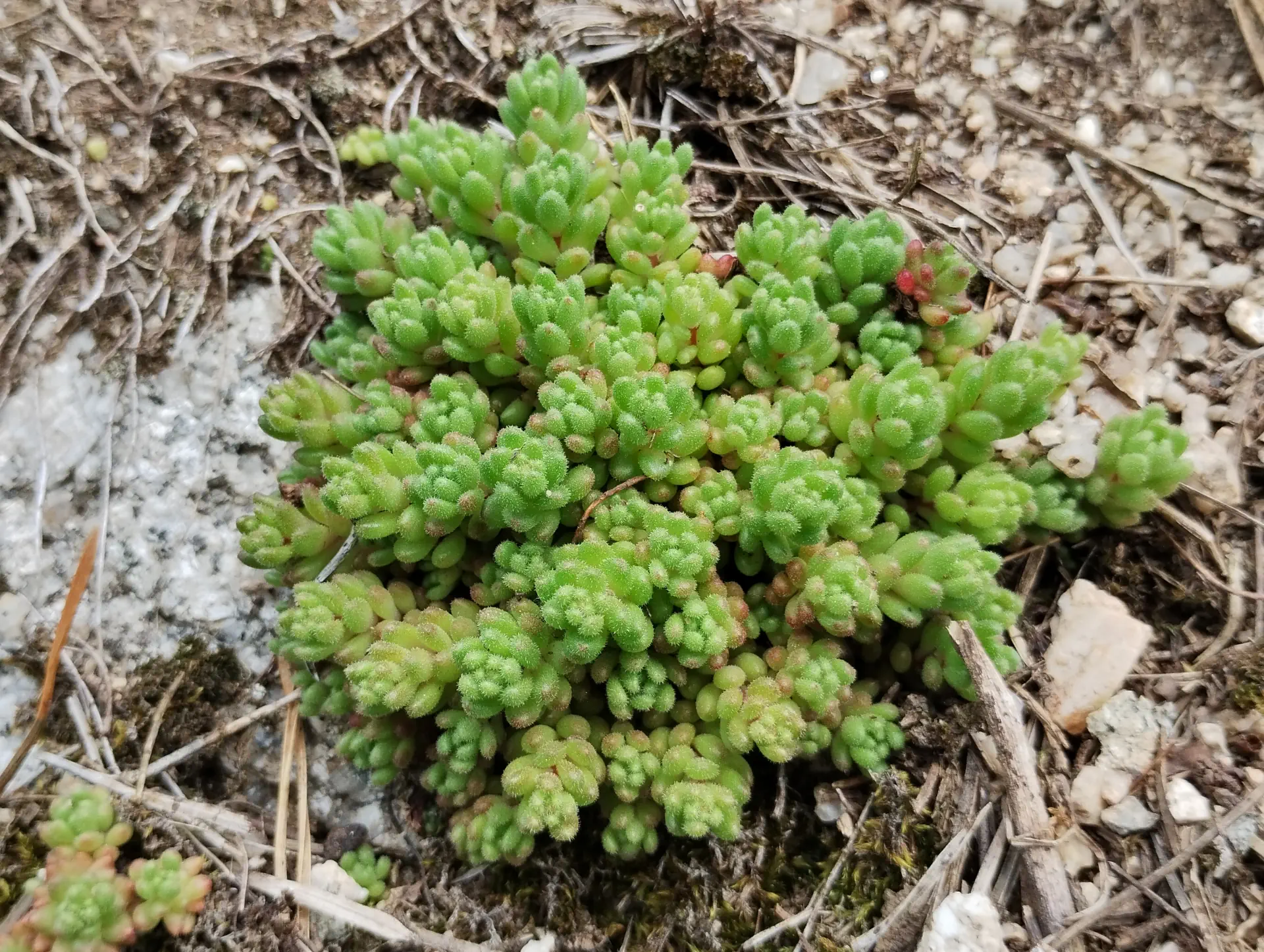 img/sedum-hirsutum.webp