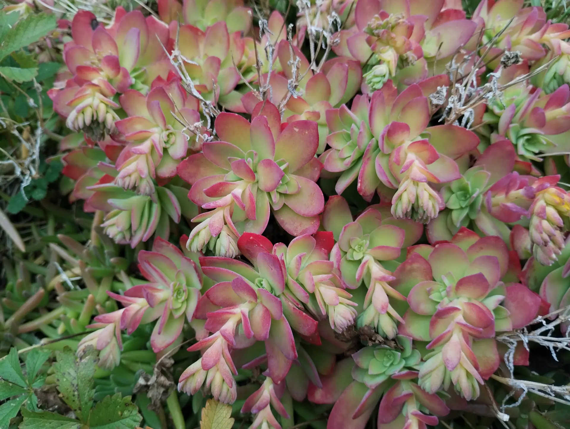 img/sedum-palmeri-4.webp