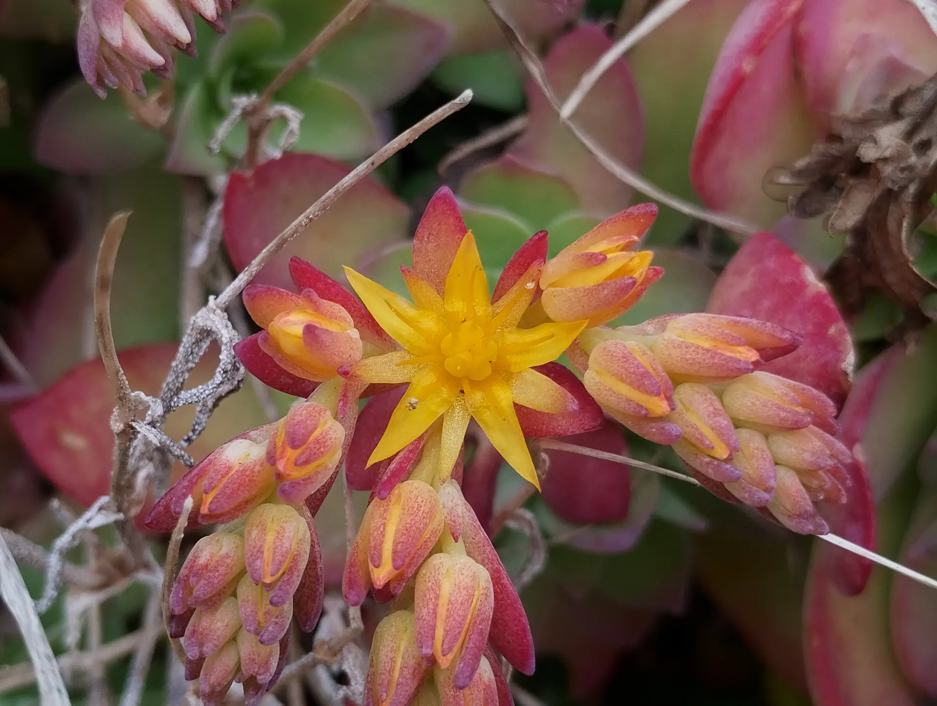 img/sedum-palmeri.webp