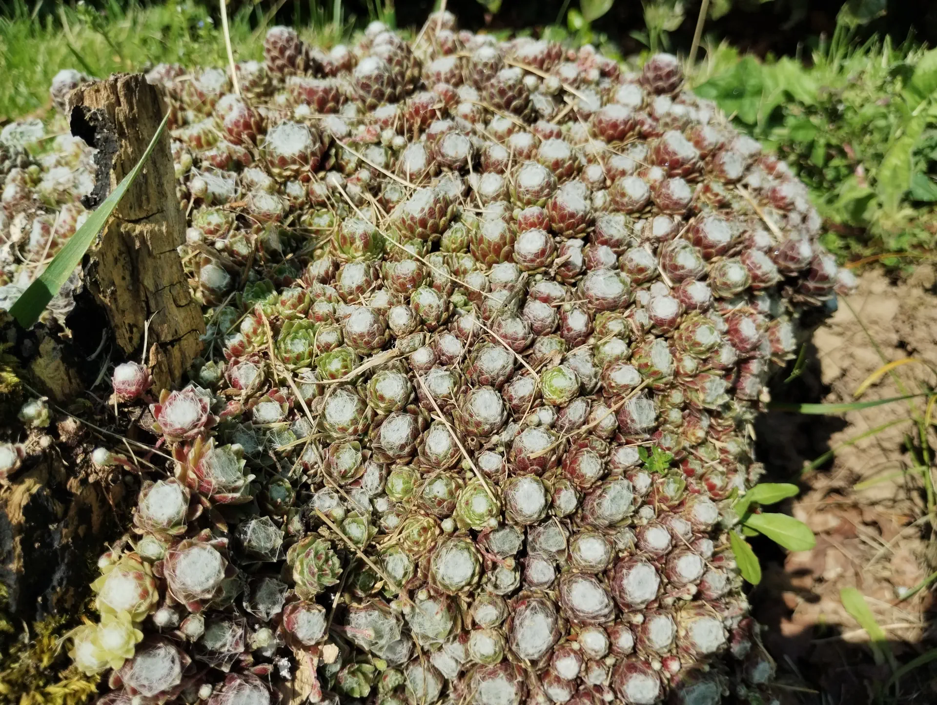 img/sempervivum-arachnoideum-2.webp