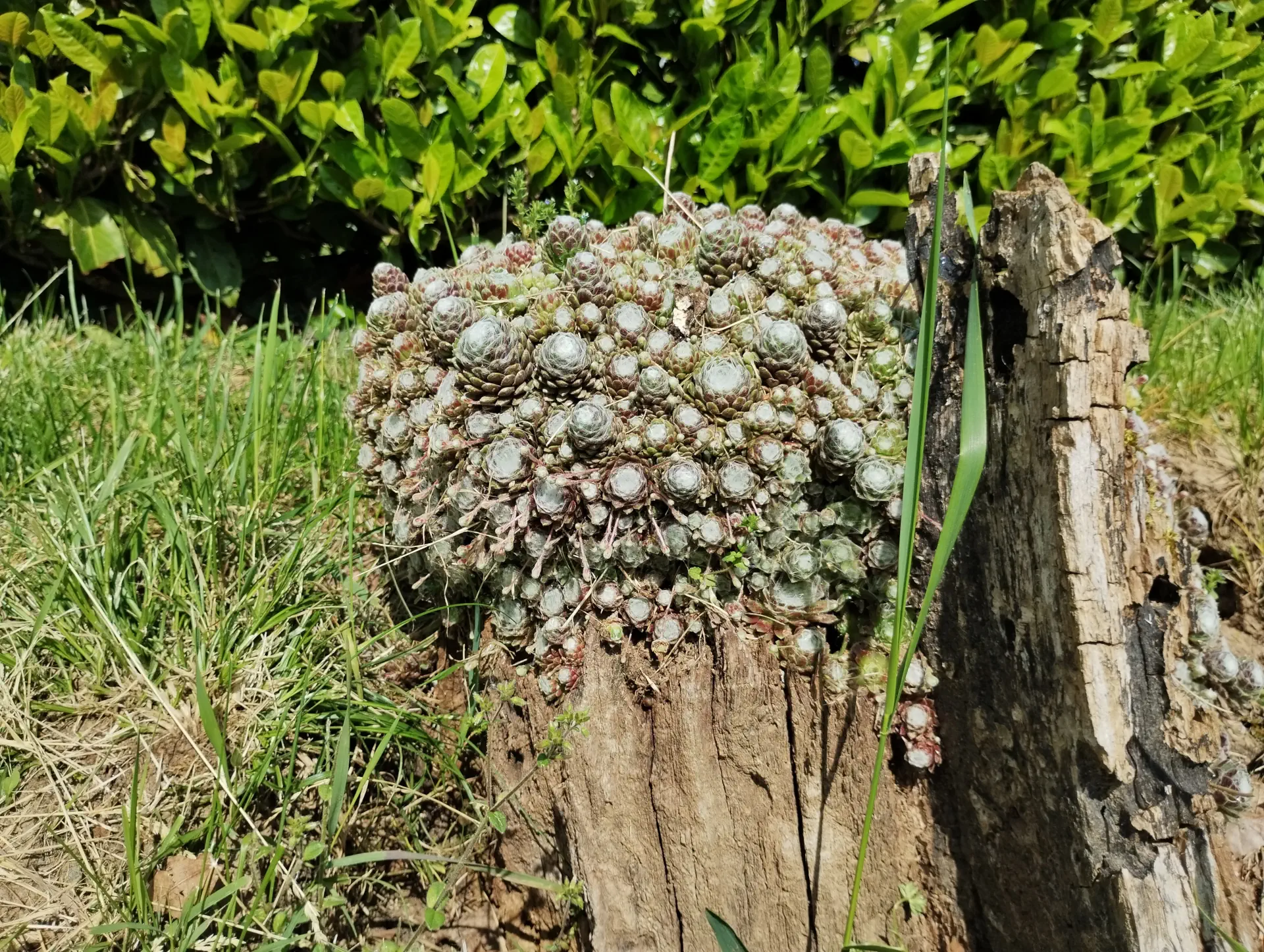 img/sempervivum-arachnoideum-3.webp
