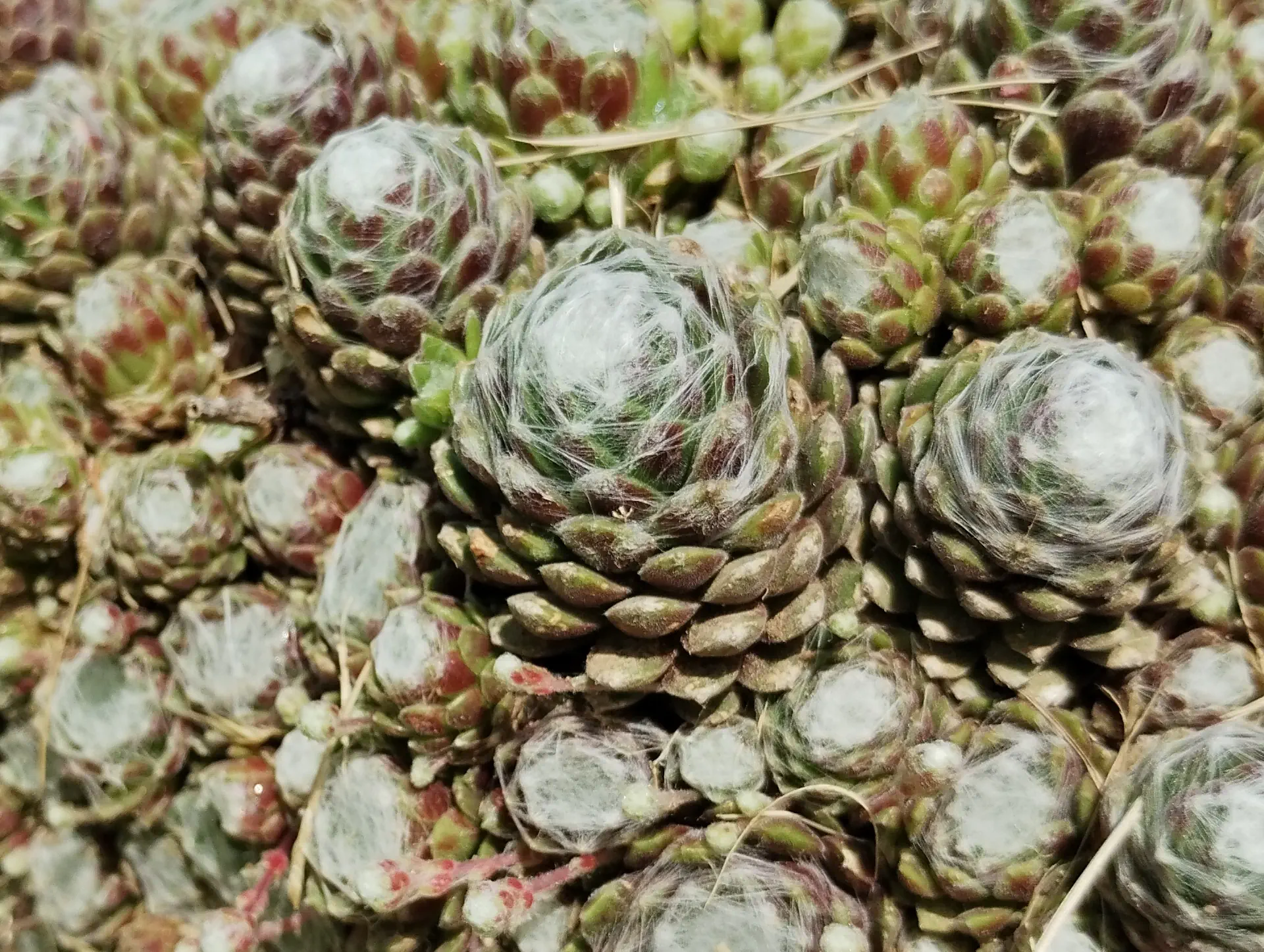 img/sempervivum-arachnoideum.webp