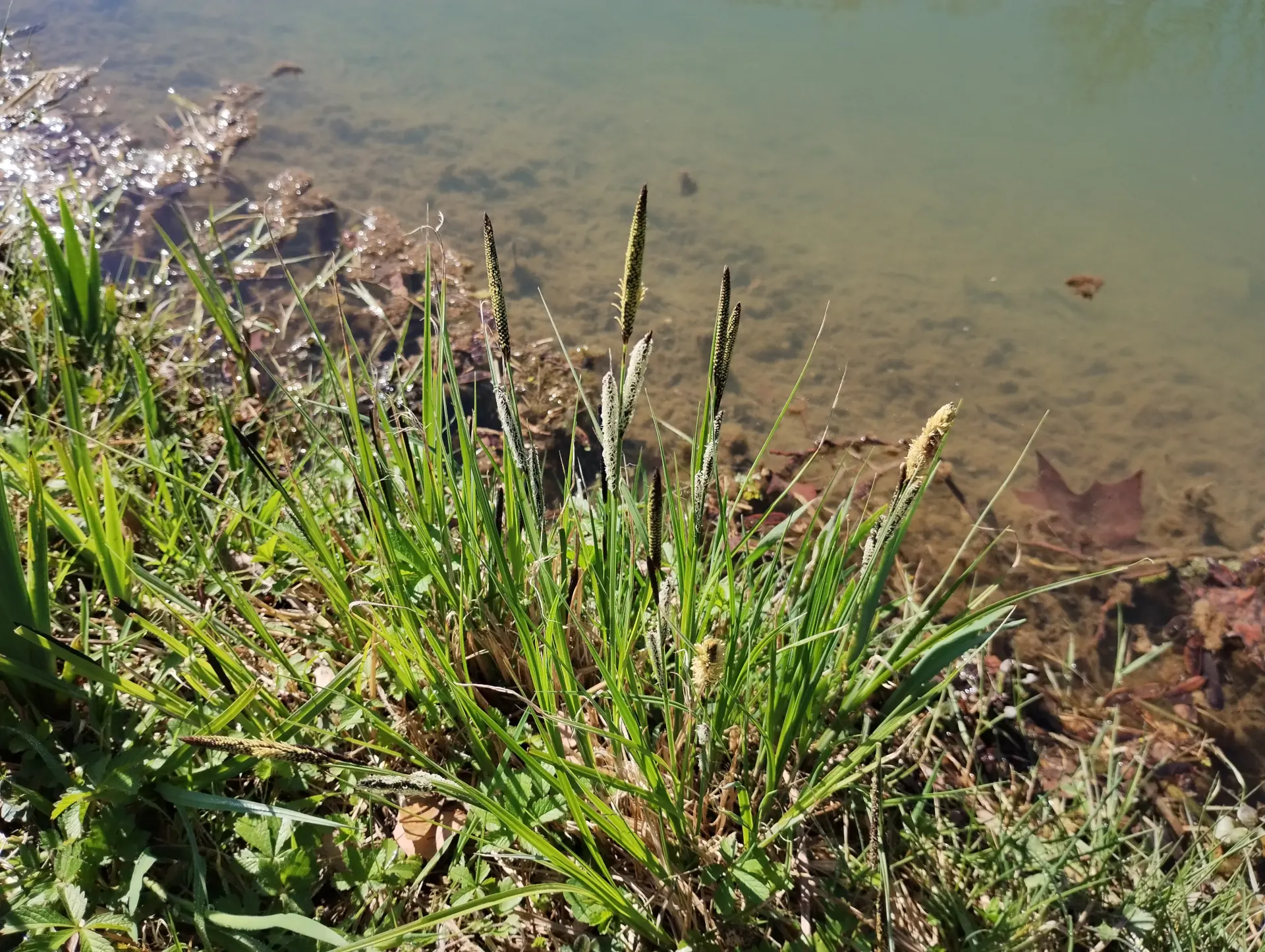 img/carex-acutiformis-2.webp