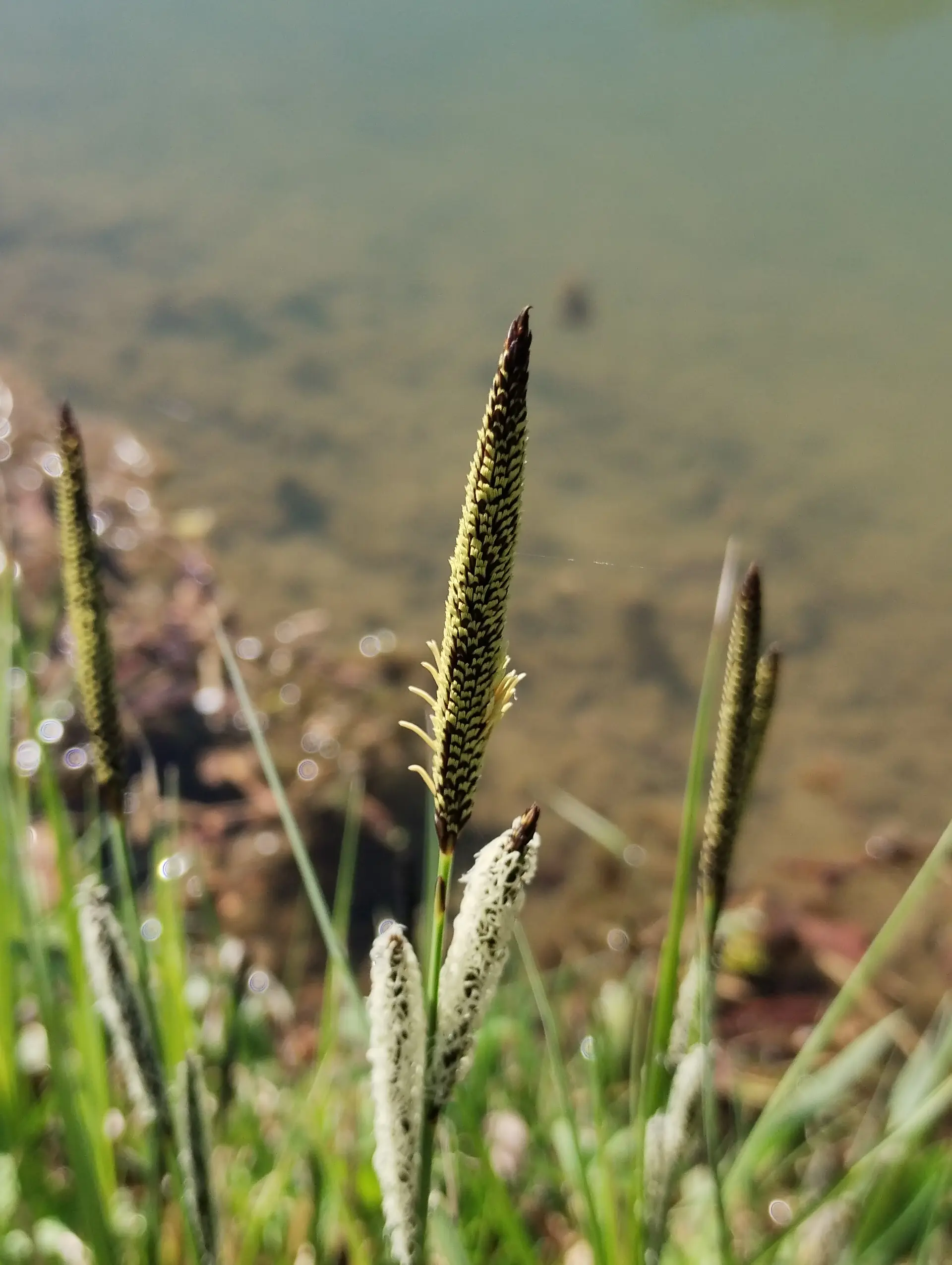 img/carex-acutiformis-3.webp