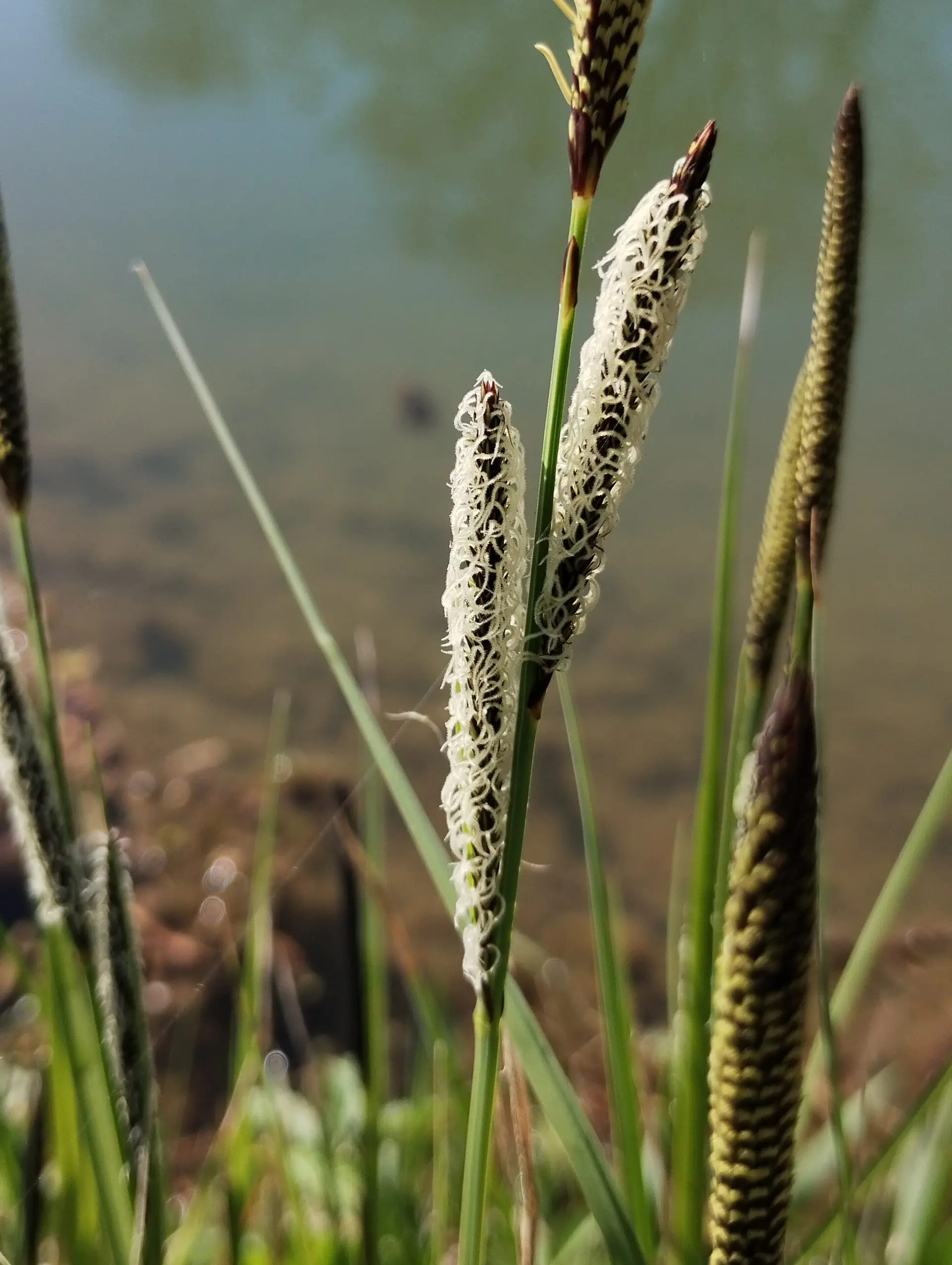 img/carex-acutiformis-4.webp