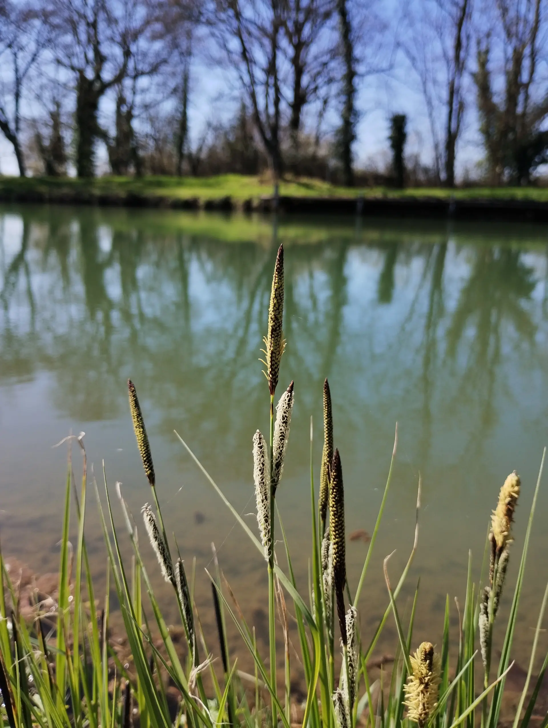 img/carex-acutiformis.webp