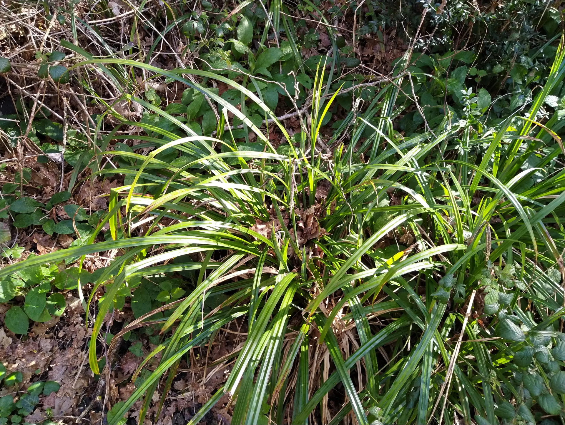 img/carex-pendula-2.webp