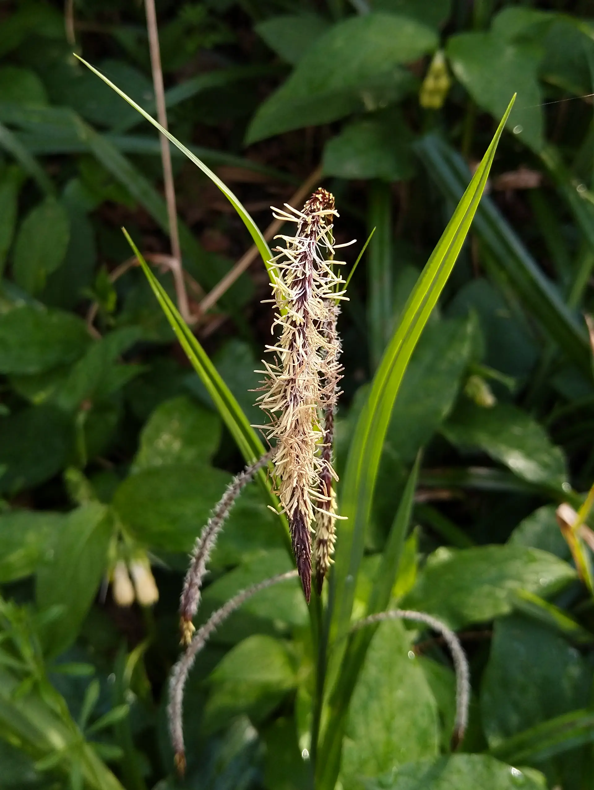 img/carex-pendula-3.webp