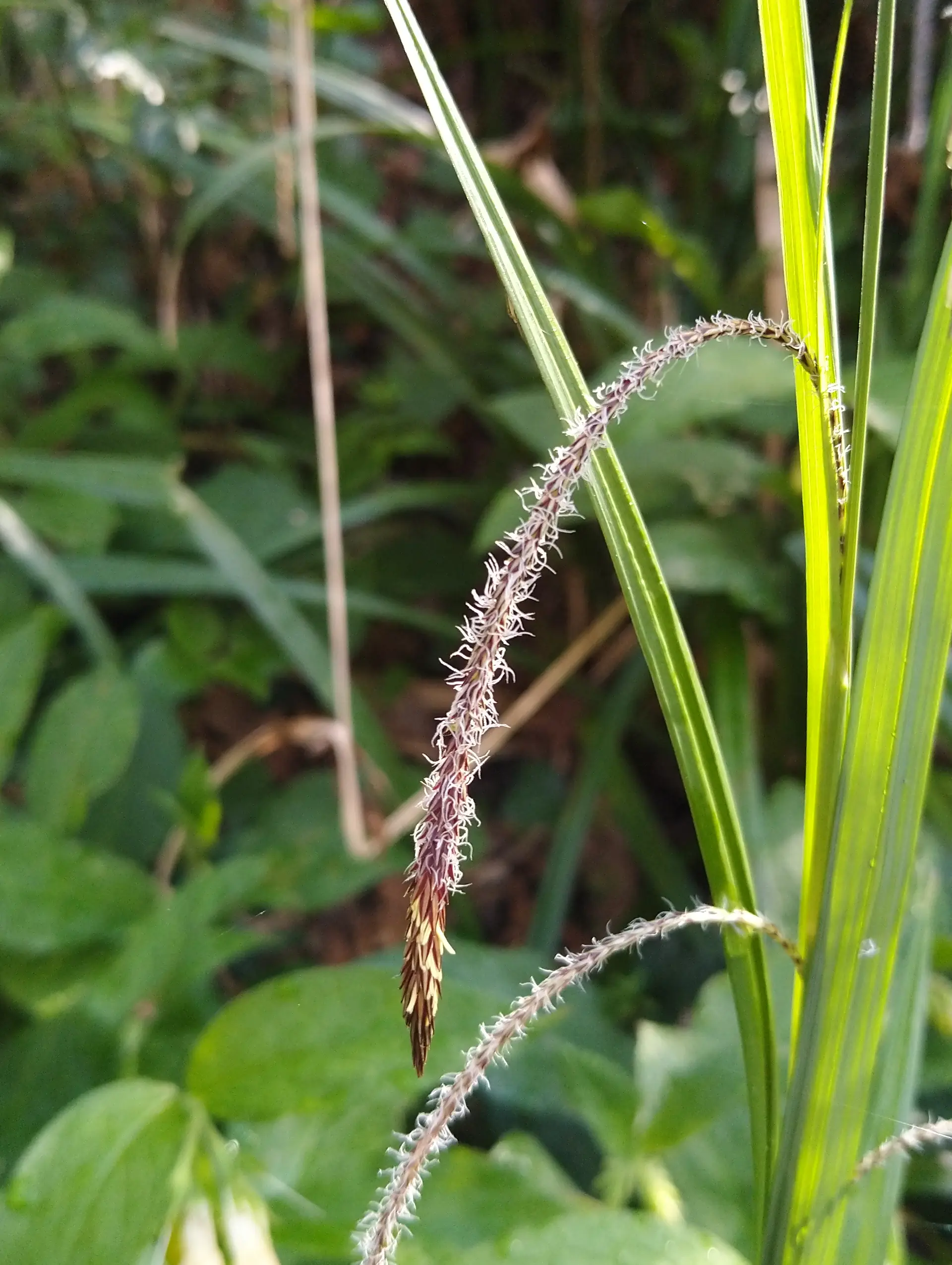 img/carex-pendula-4.webp