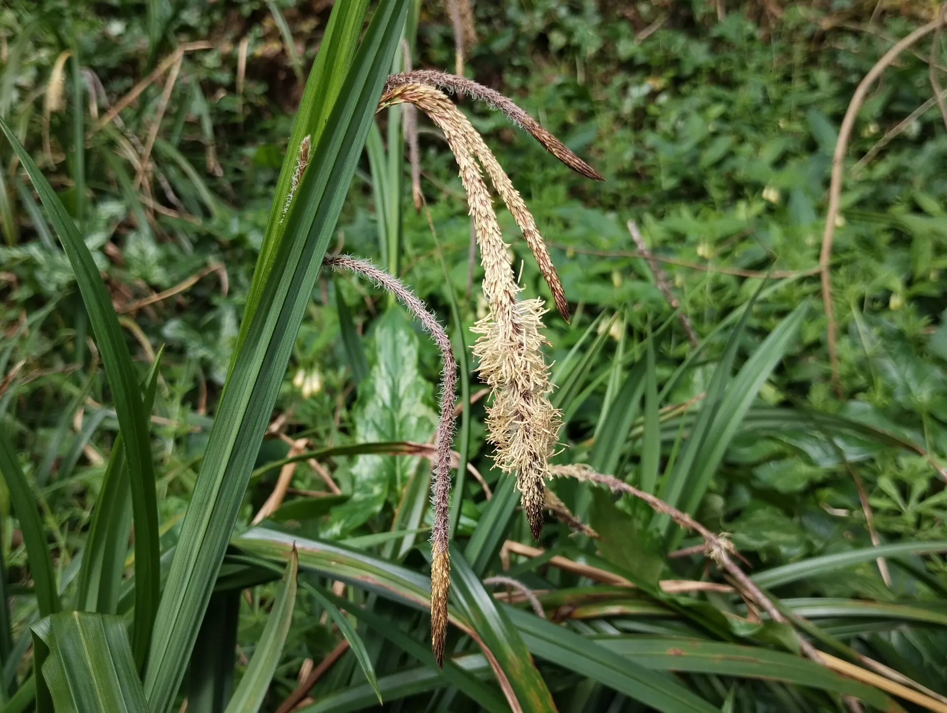img/carex-pendula-5.webp