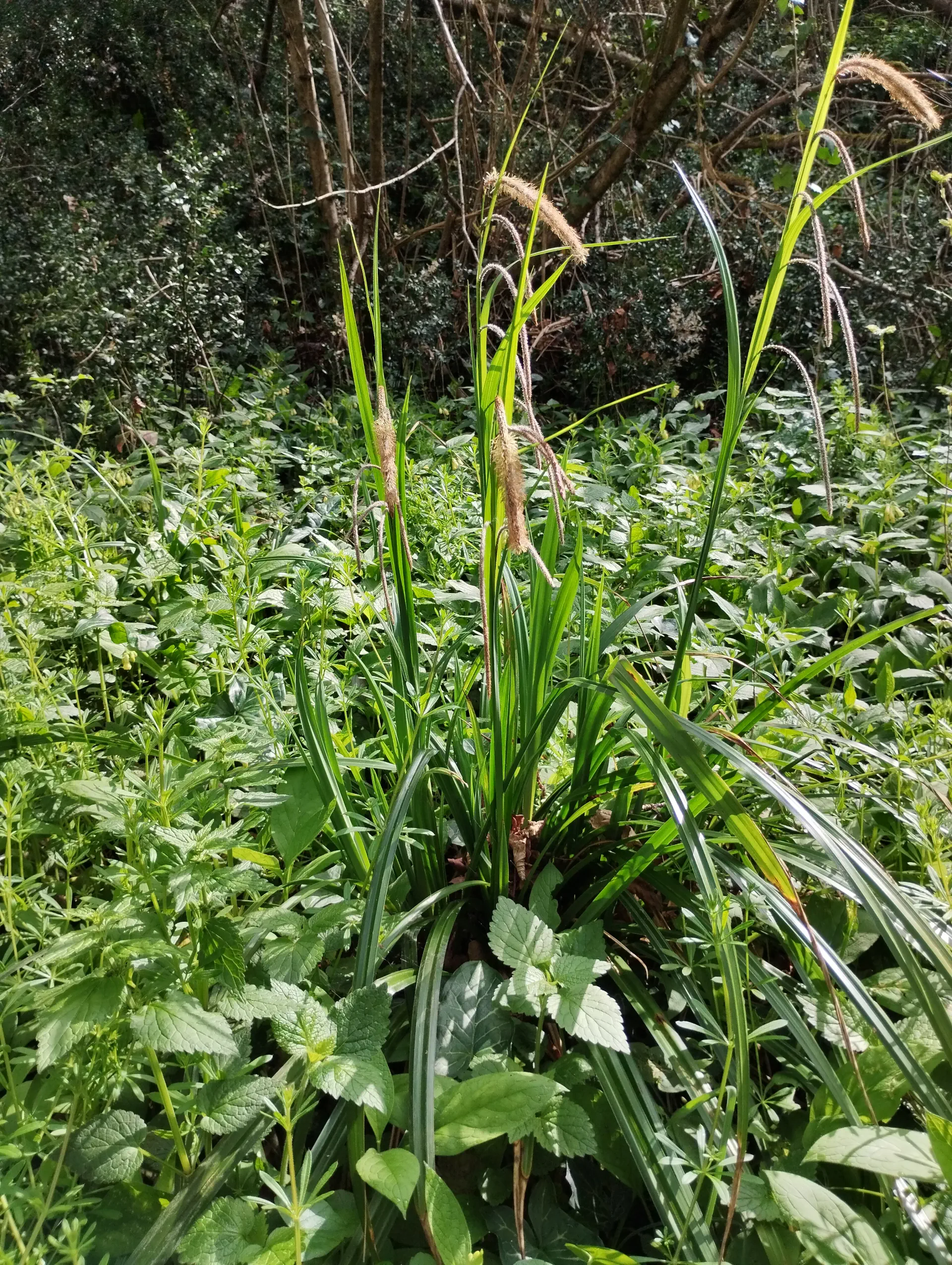 img/carex-pendula-6.webp