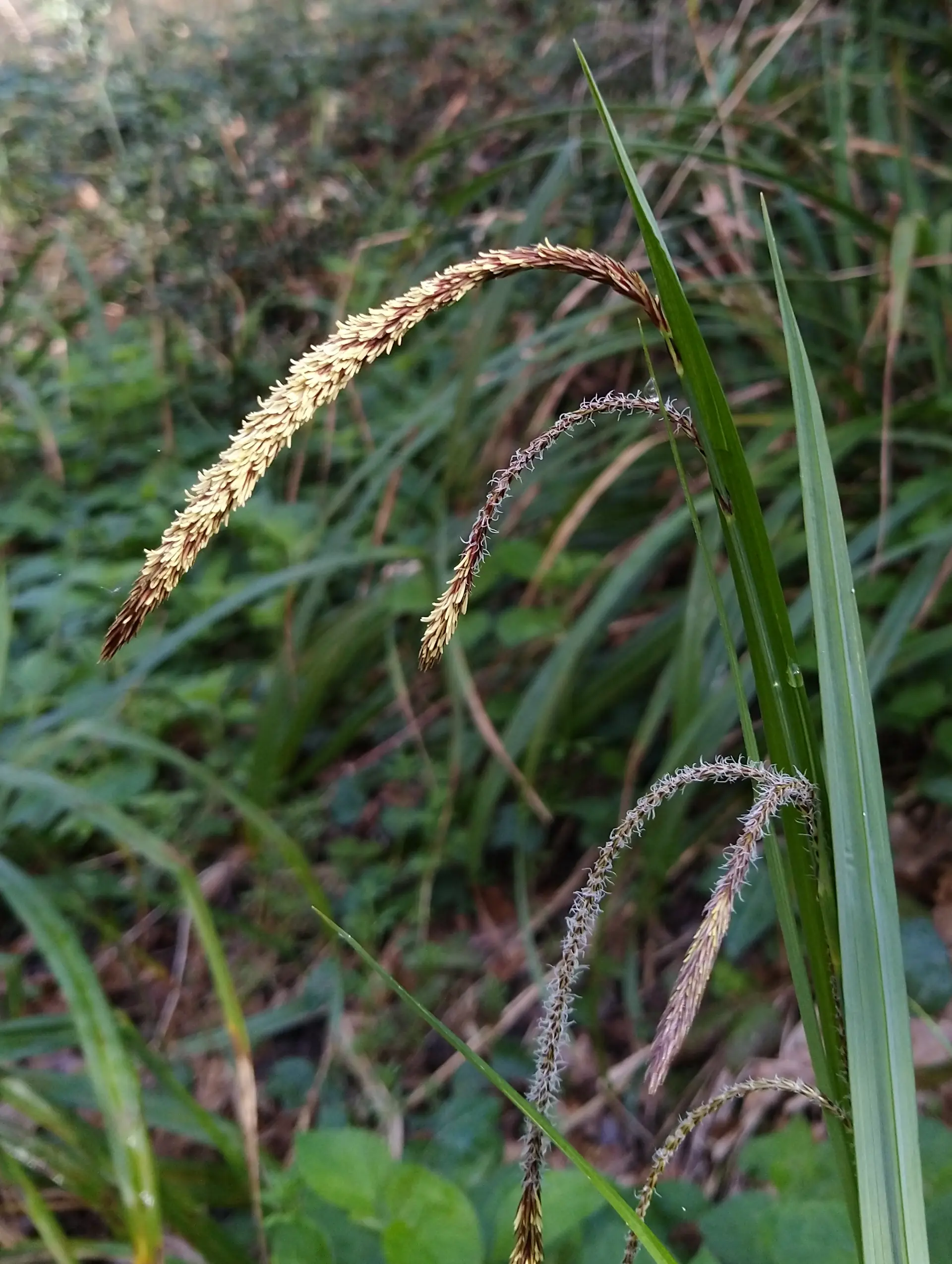 img/carex-pendula.webp