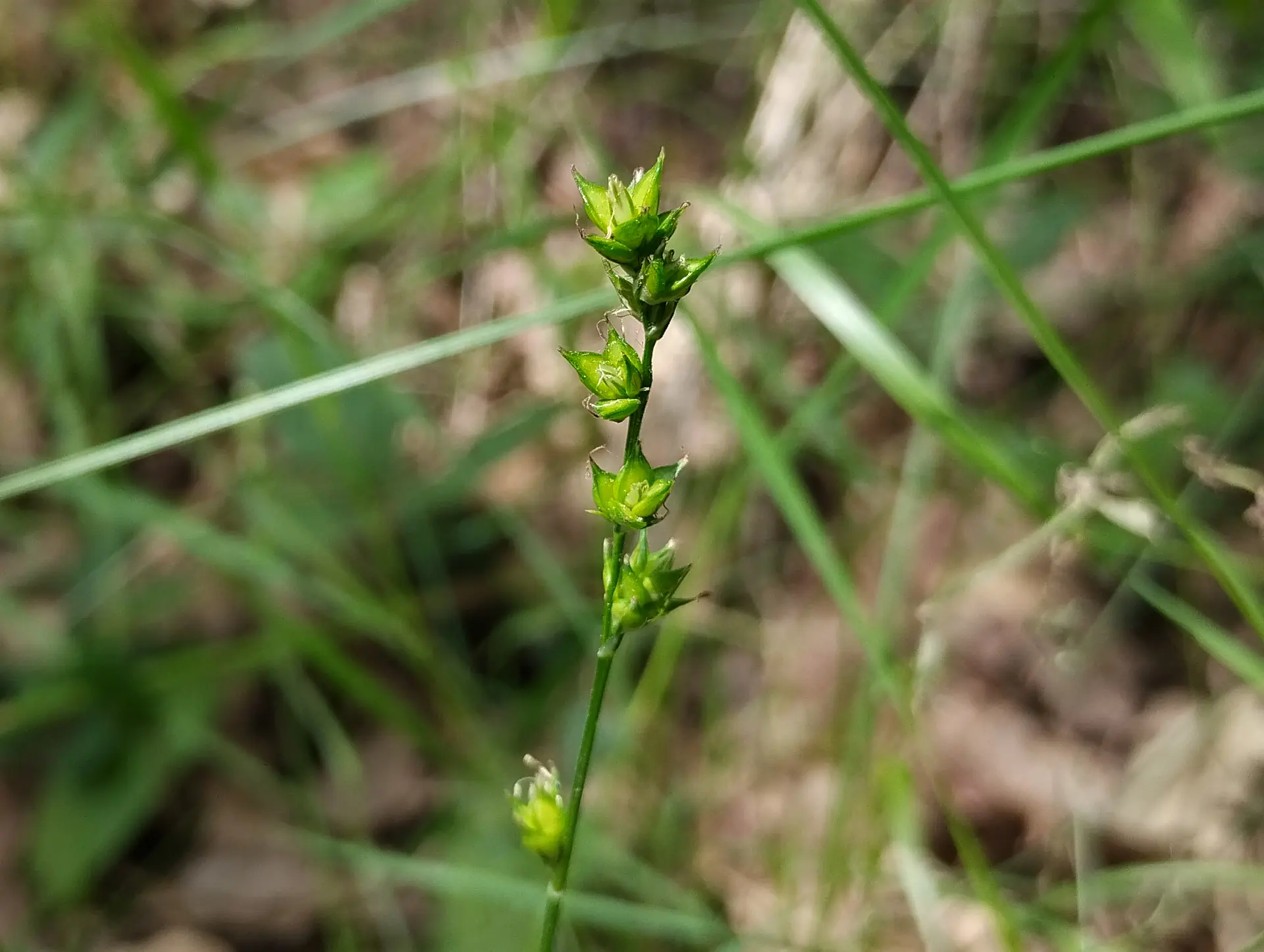 img/carex-remota.webp