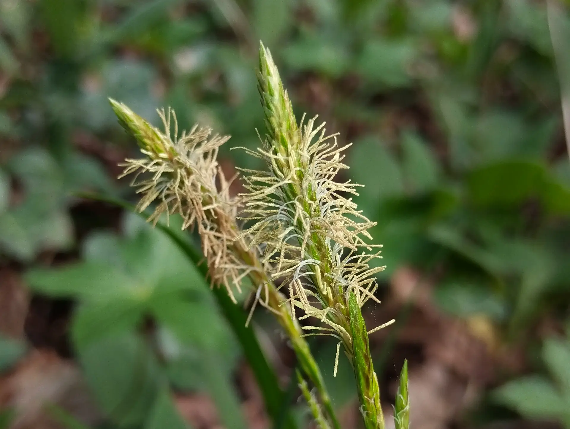 img/carex-sylvatica-2.webp