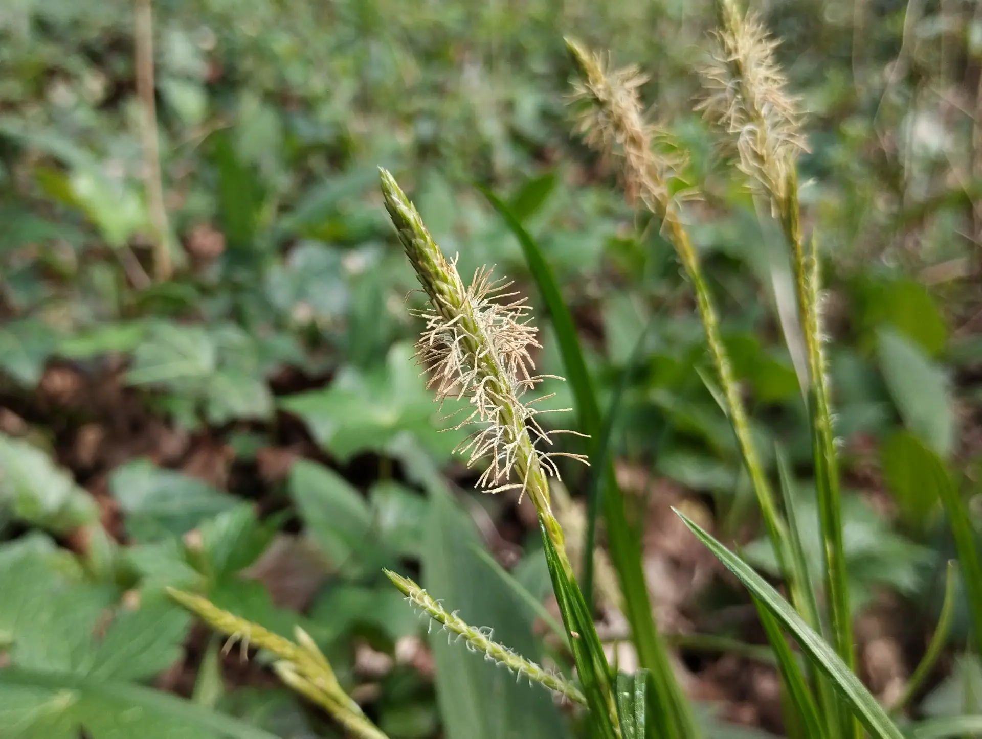 img/carex-sylvatica-3.webp