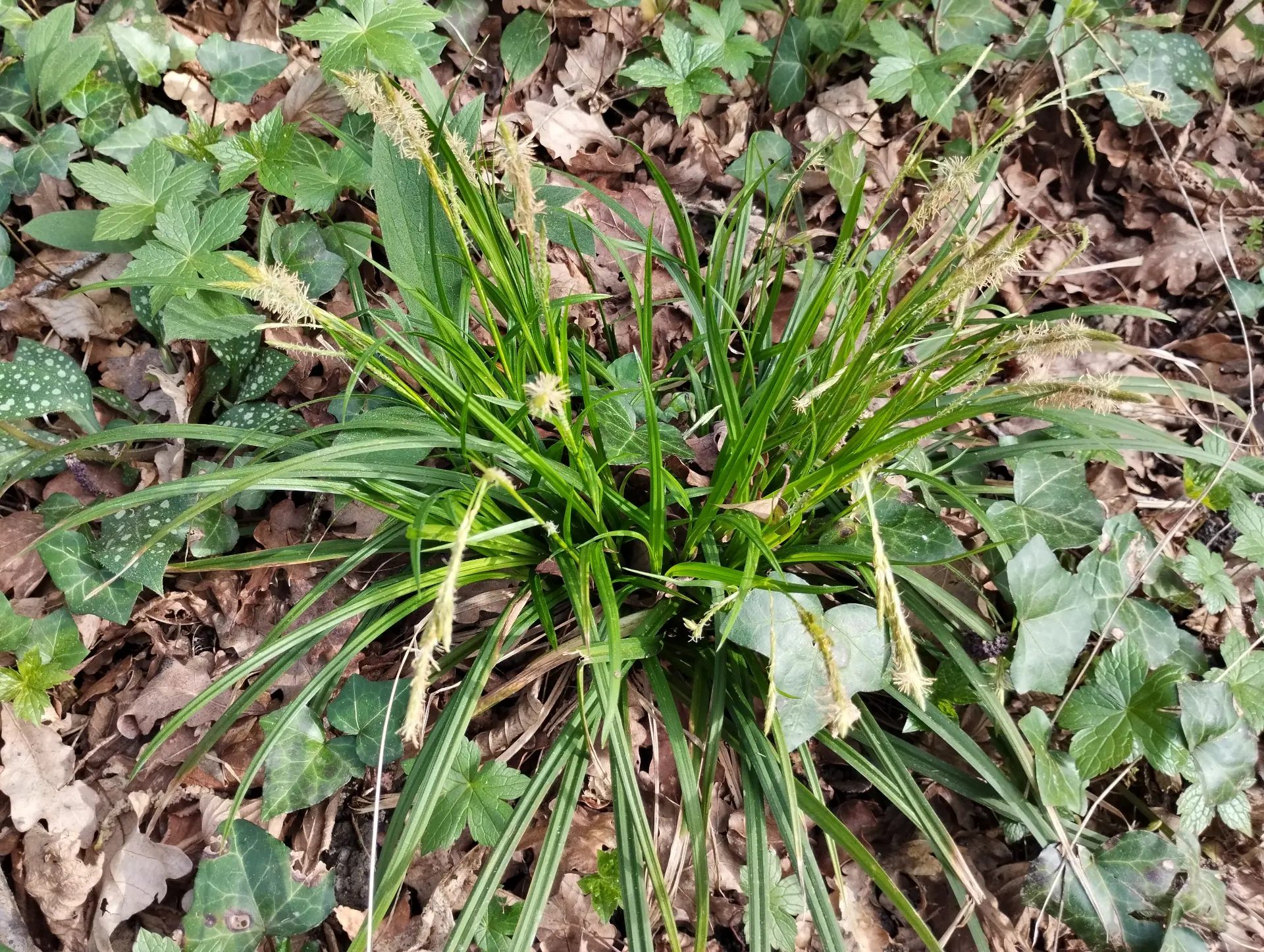 img/carex-sylvatica-4.webp