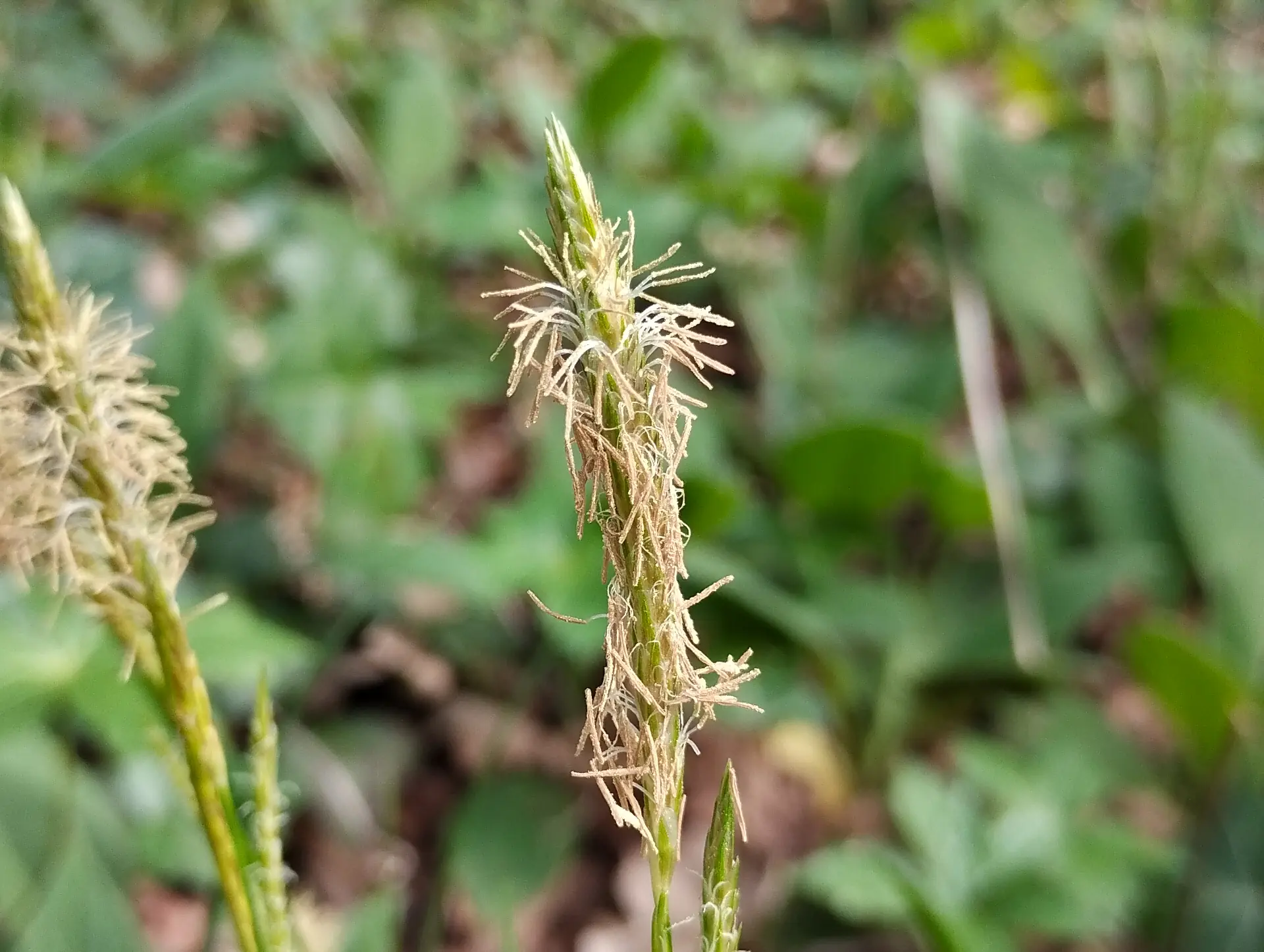 img/carex-sylvatica.webp