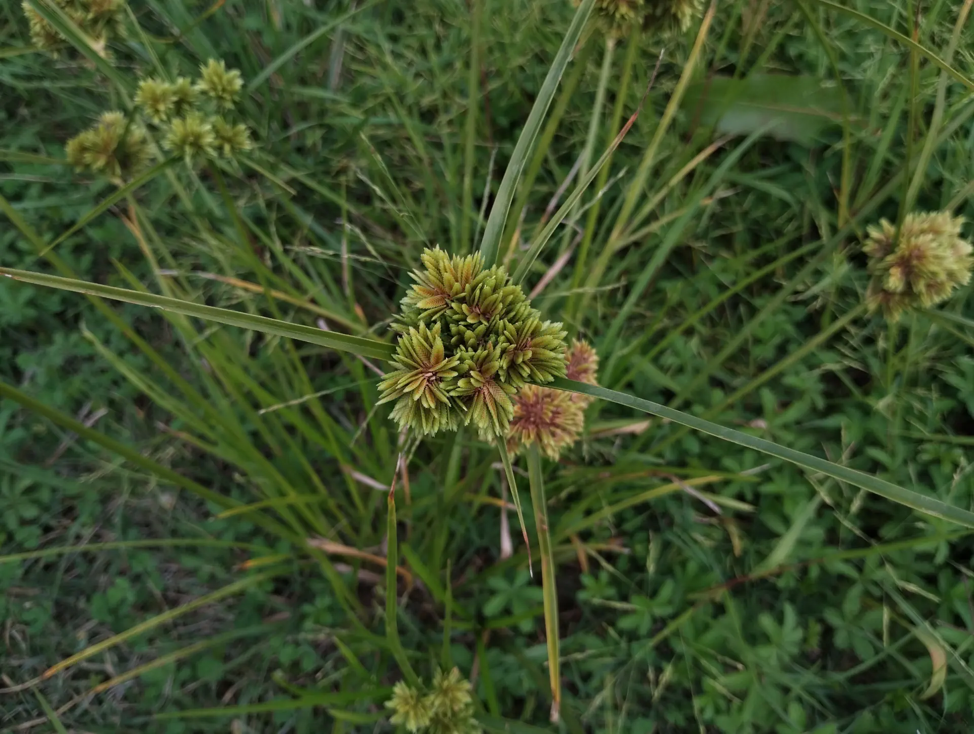 img/cyperus-eragrostis-2.webp