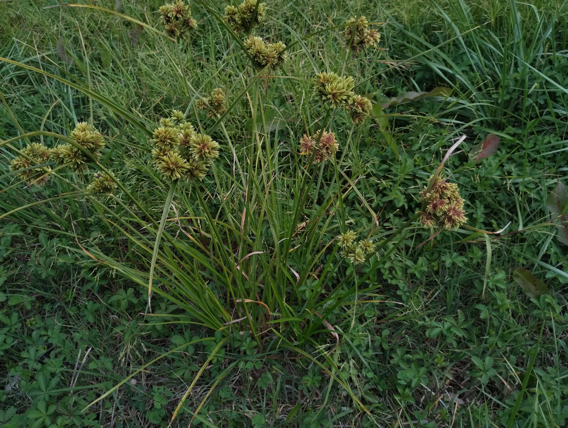 img/cyperus-eragrostis-3.webp