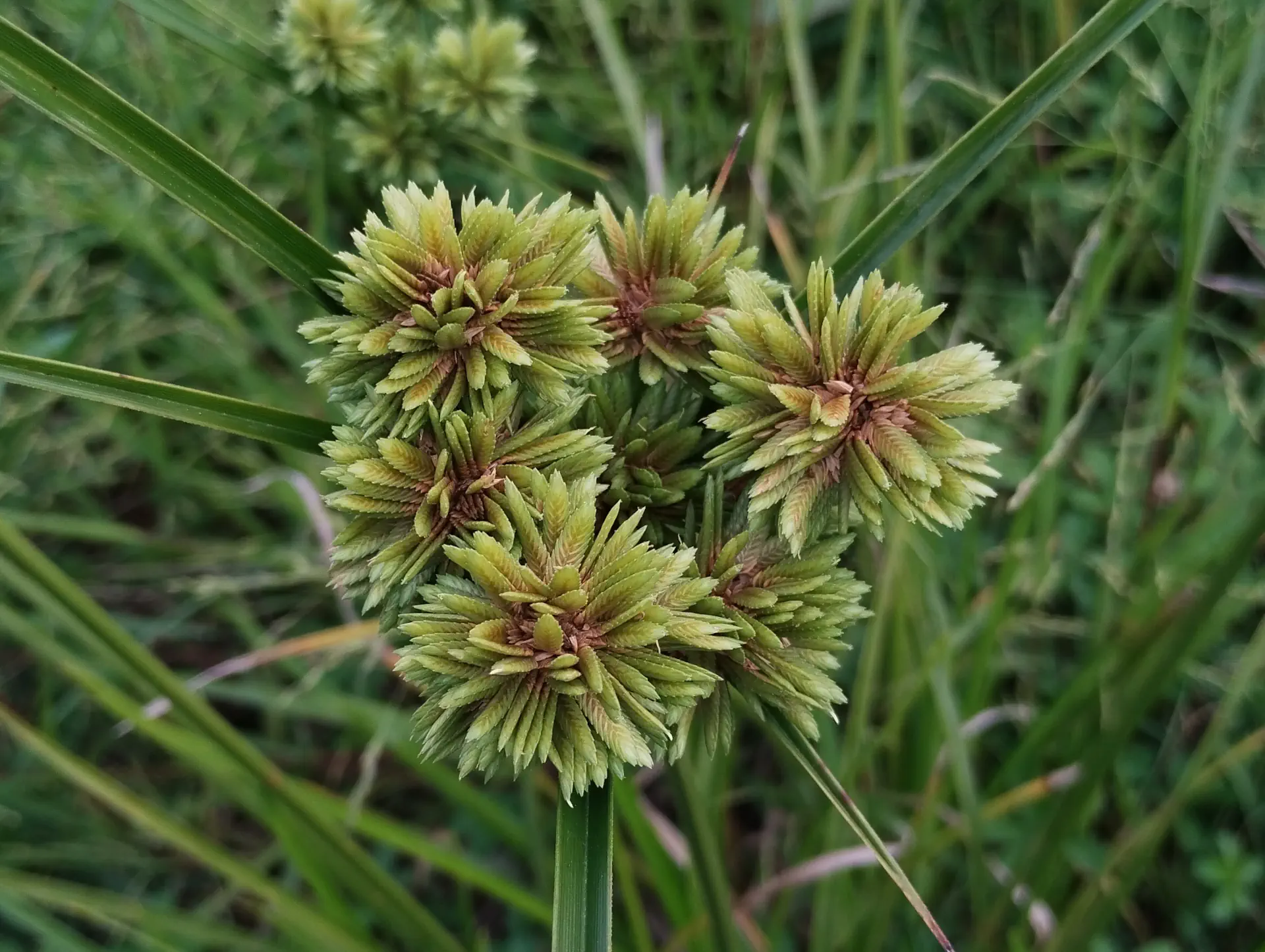 img/cyperus-eragrostis.webp